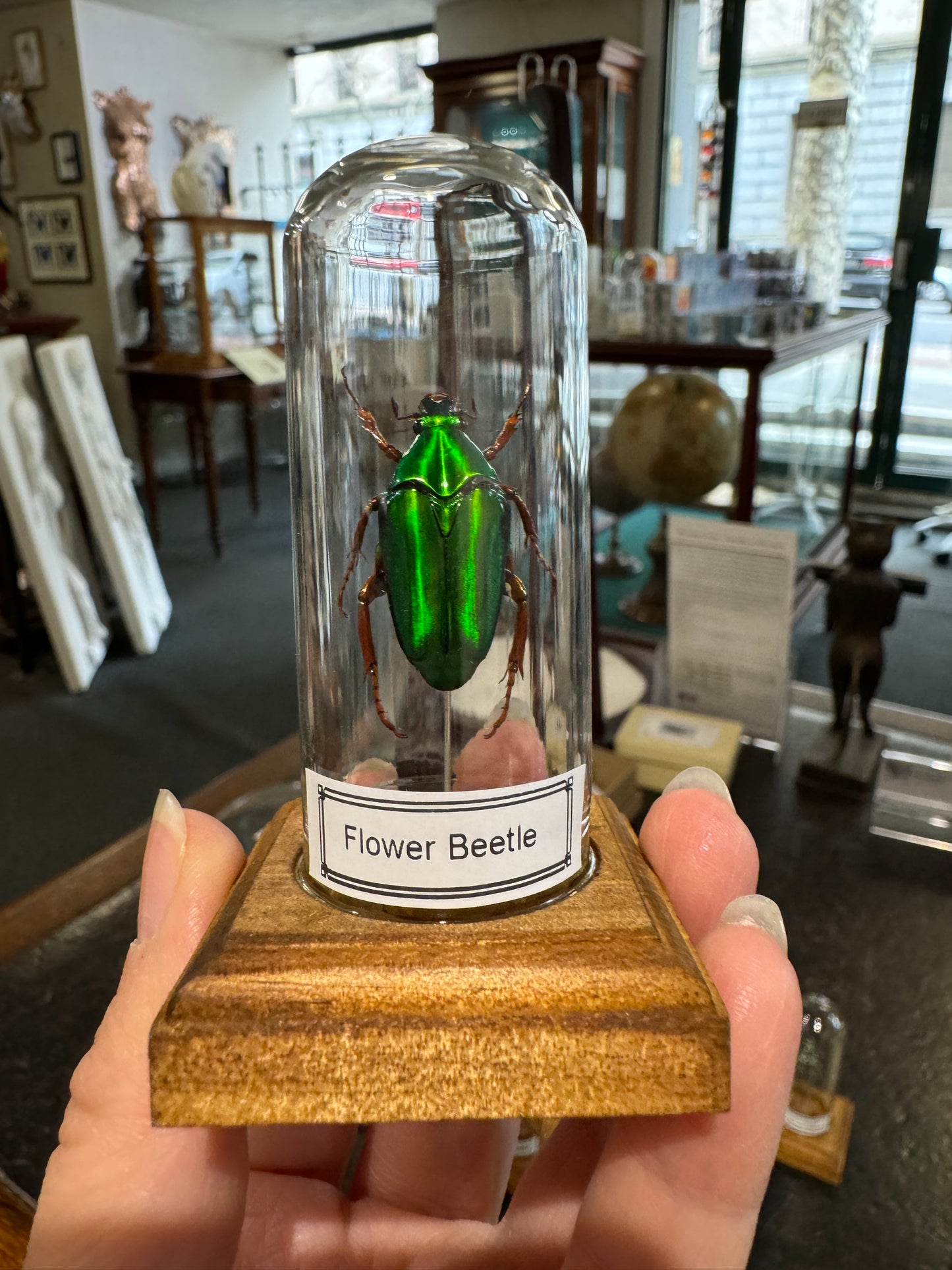 Beetles in little glass dome