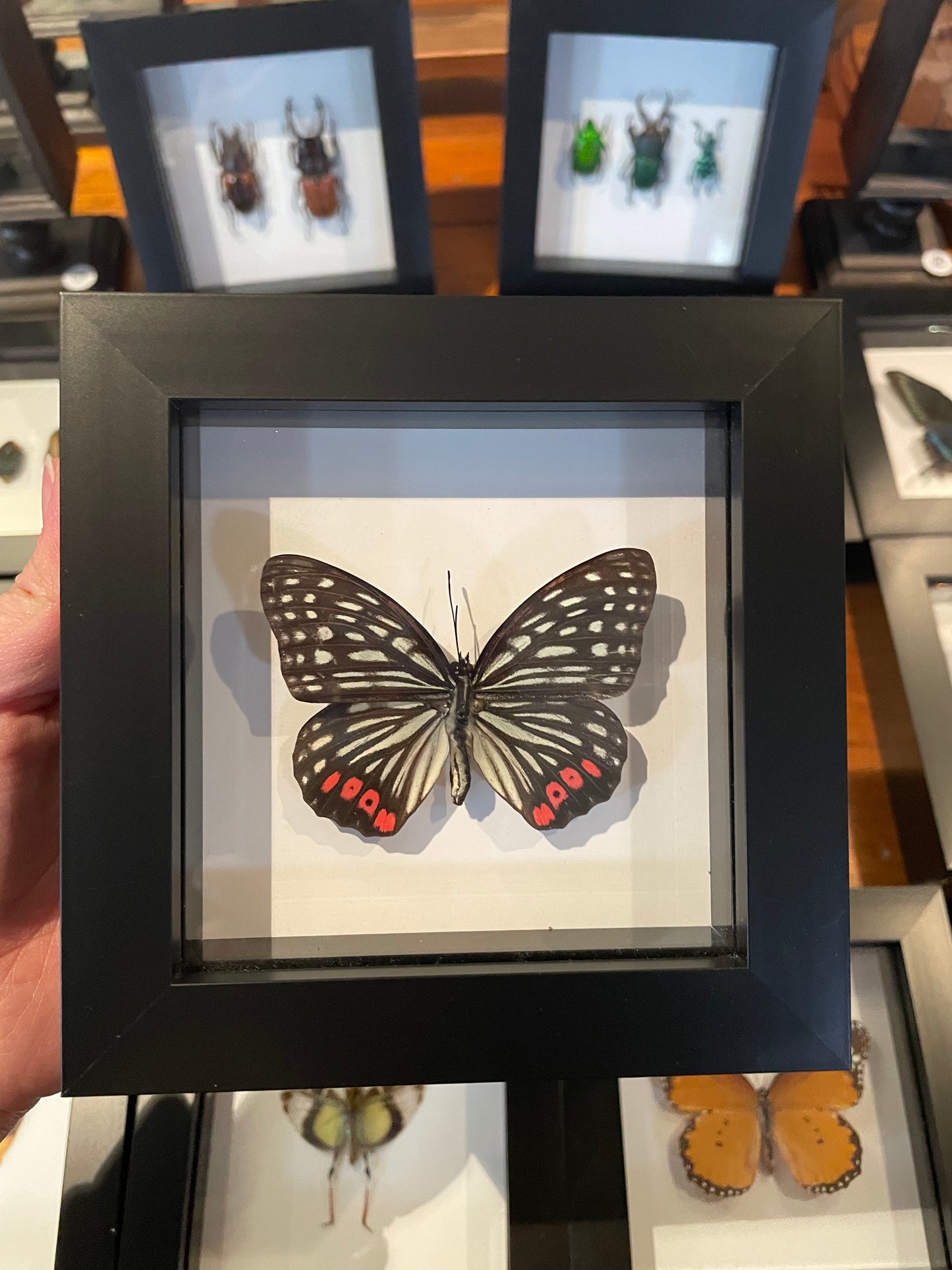 Butterflies/beetles/insects in small frame
