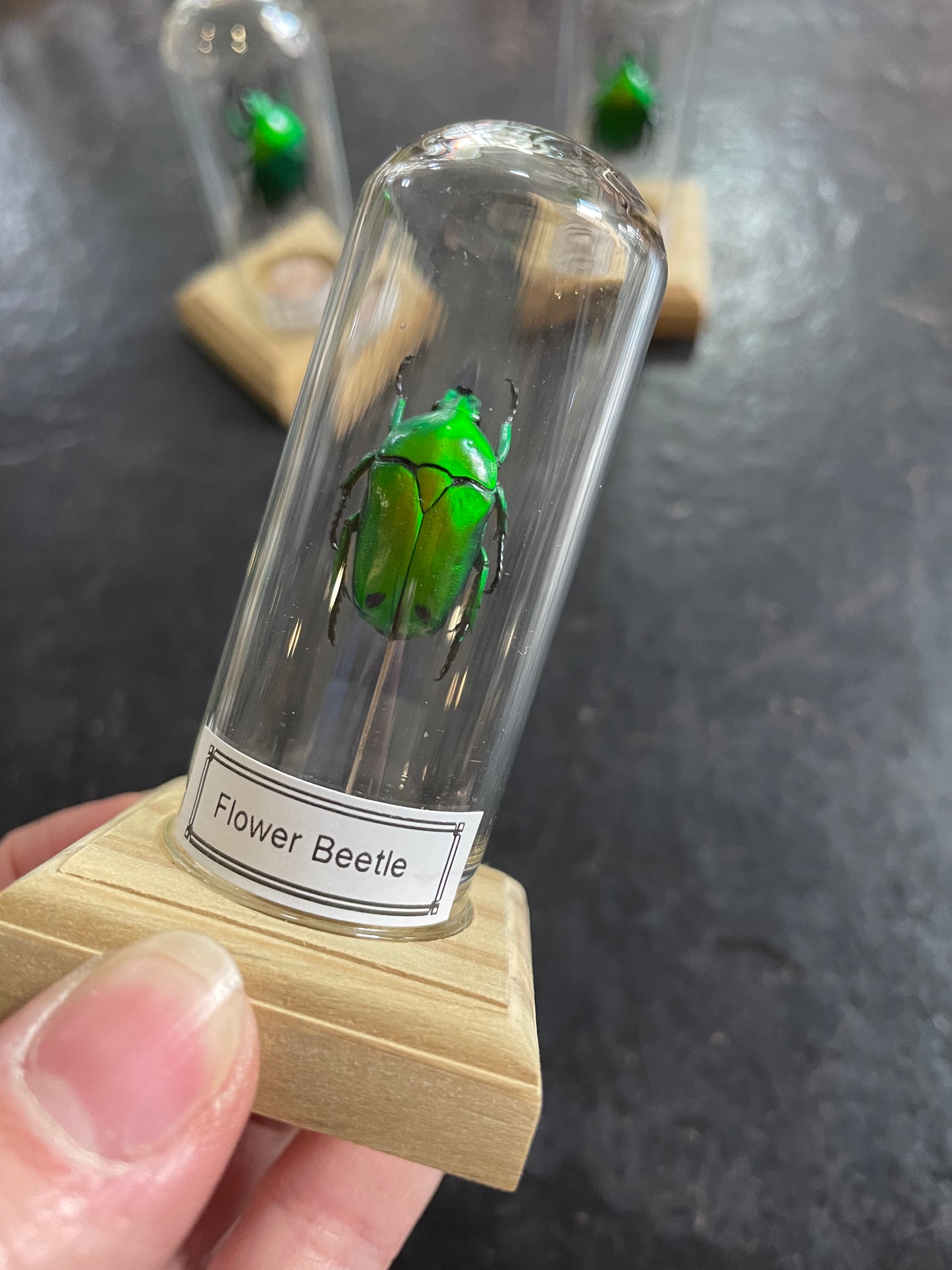 Flower beetle