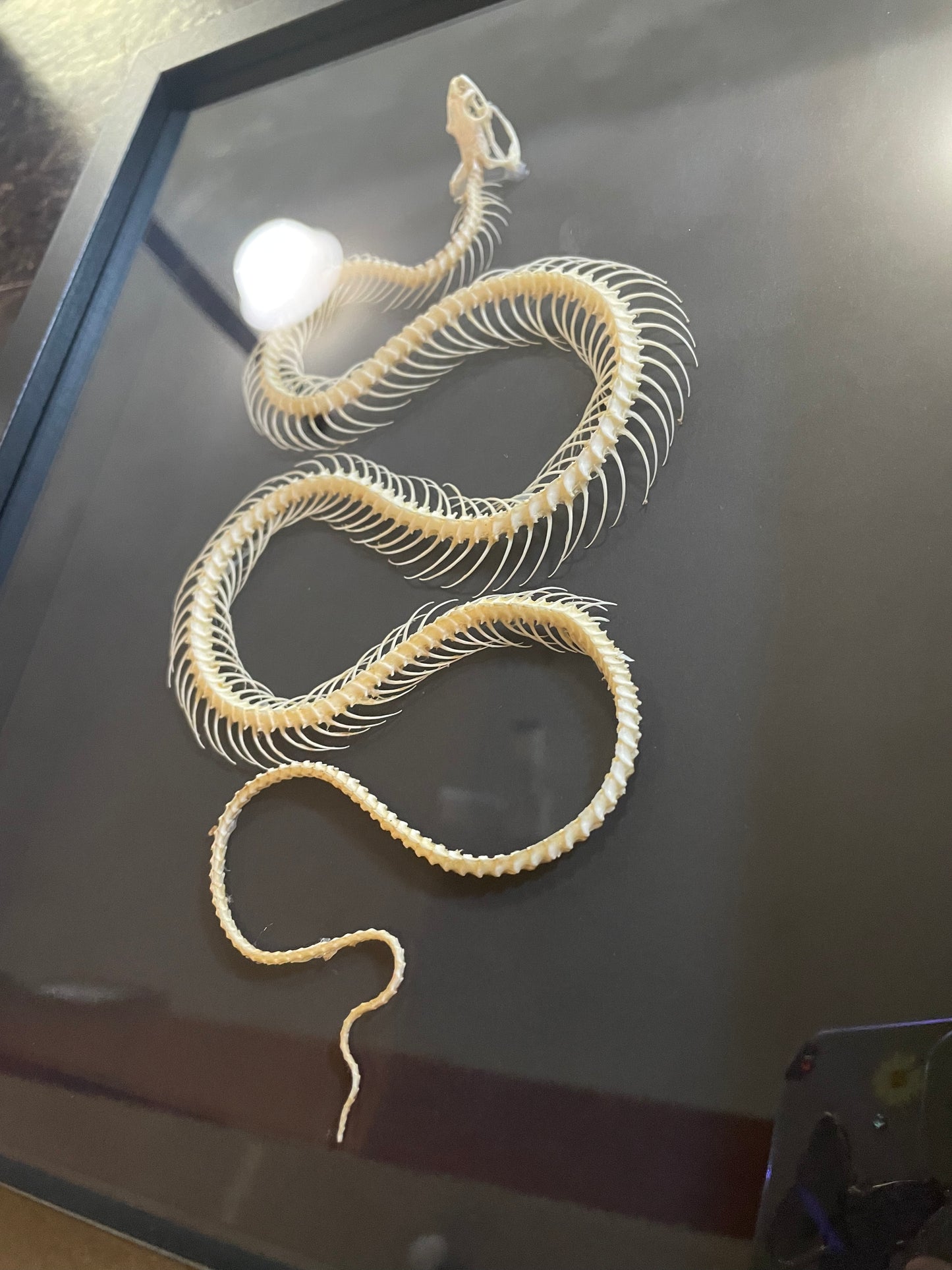 Rice paddy snake skeleton