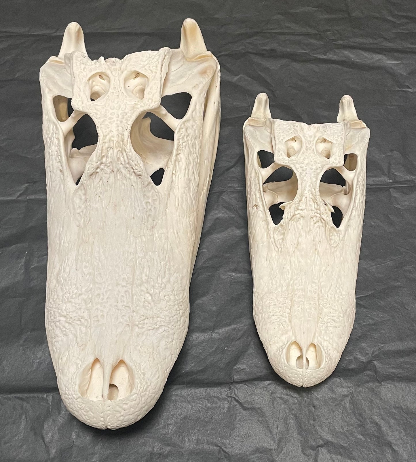 Alligator Skulls