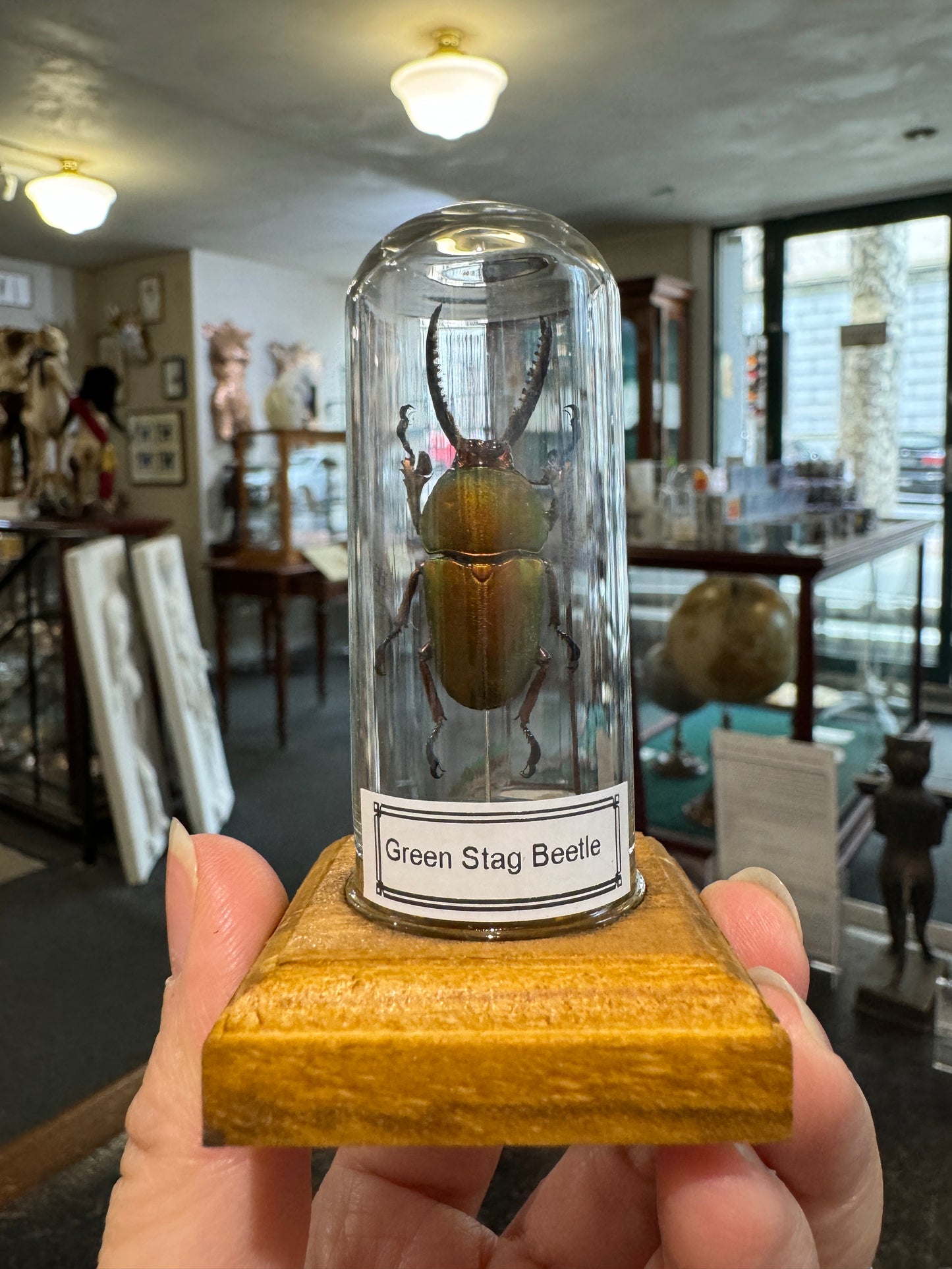 Beetles in little glass dome