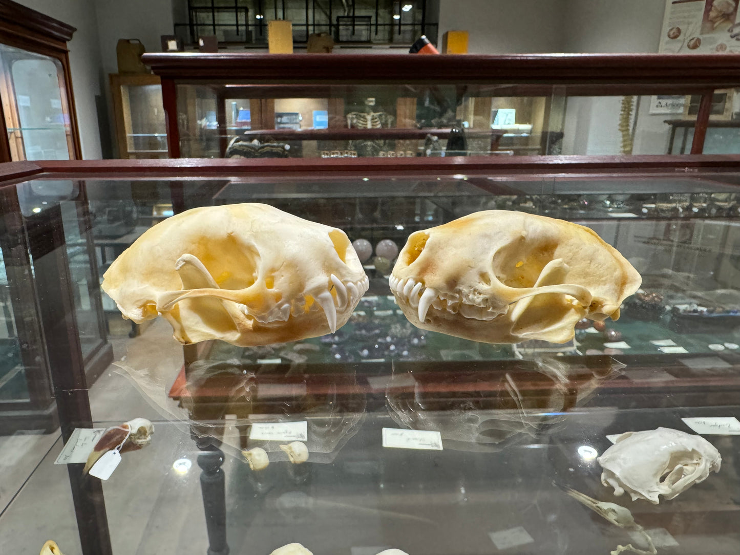 Skunk skull