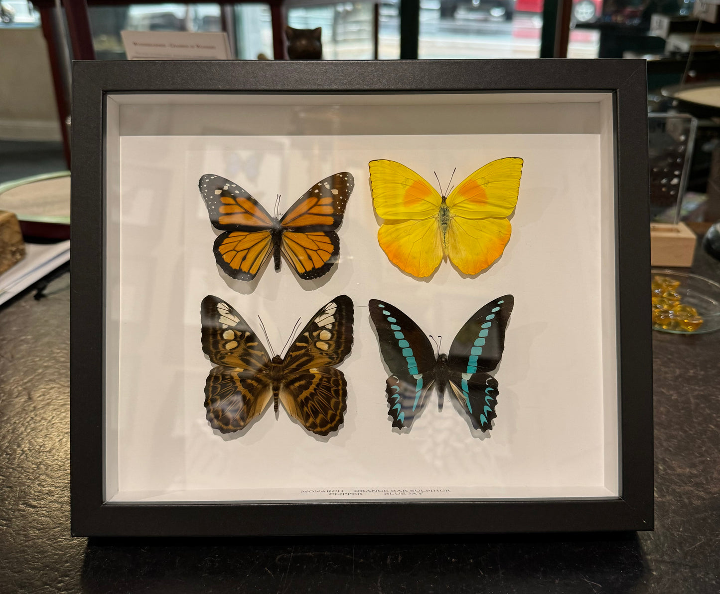 4 butterflies