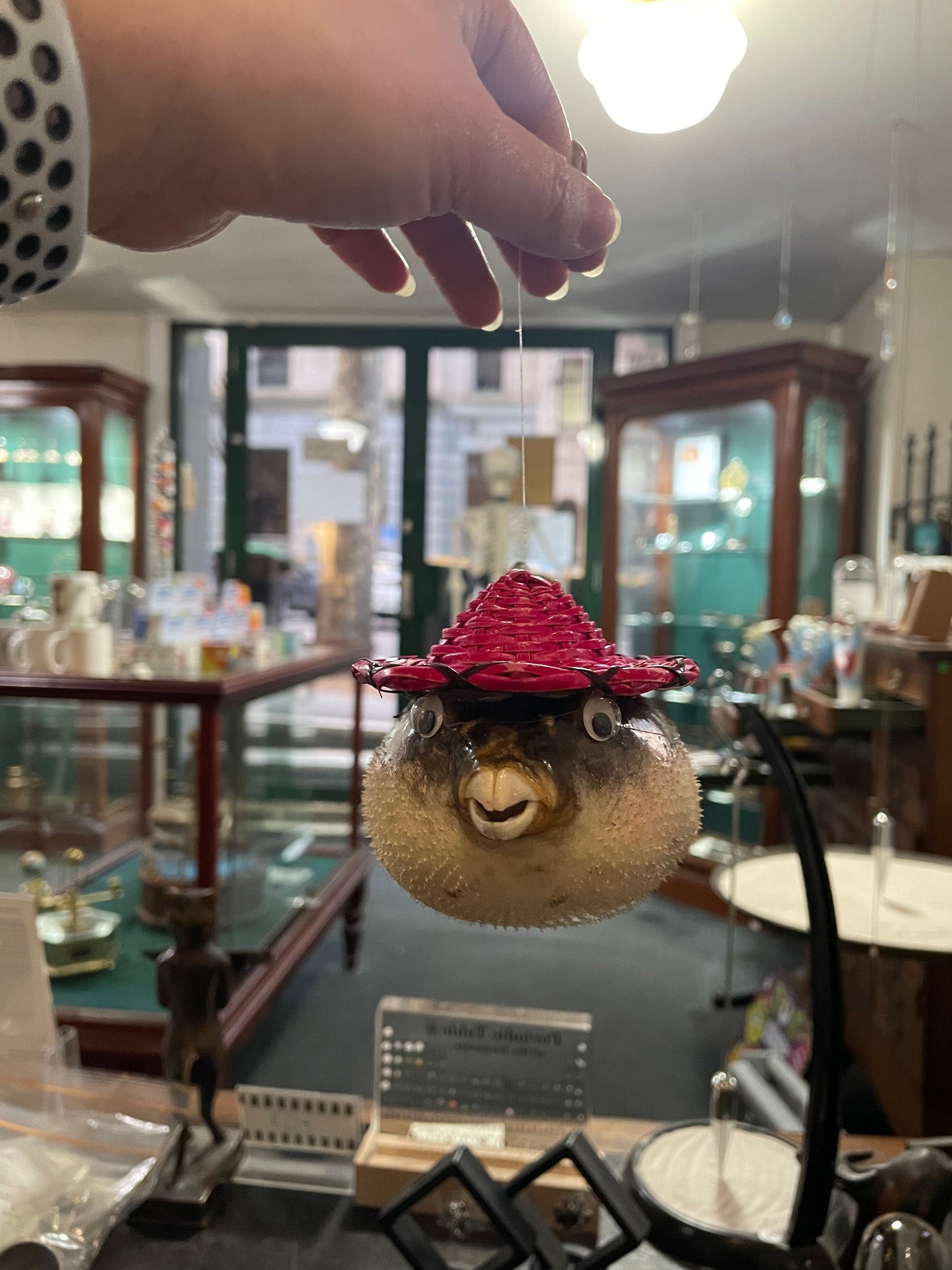 Taxidermy Puffer Fish