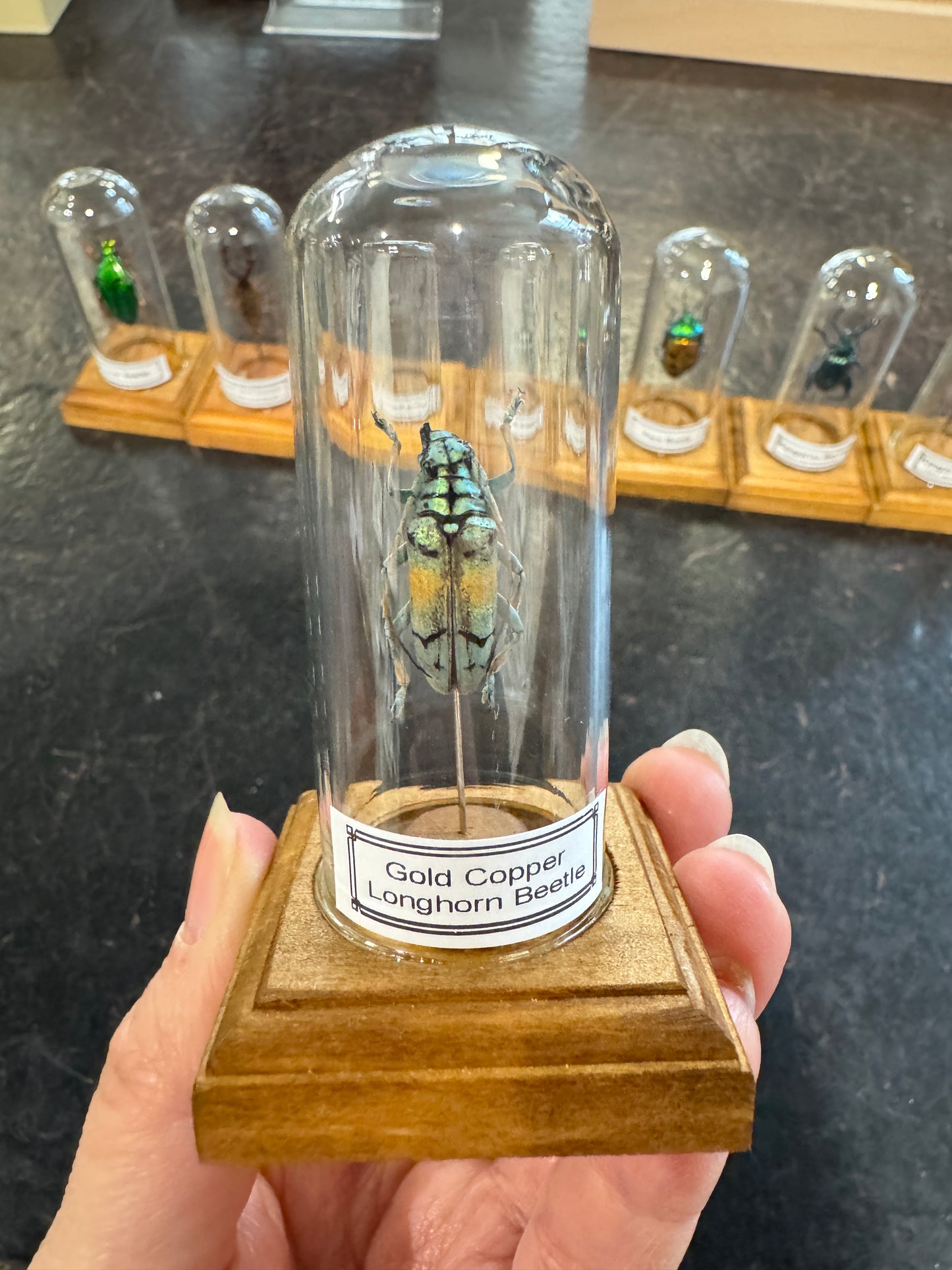 Beetles in little glass dome