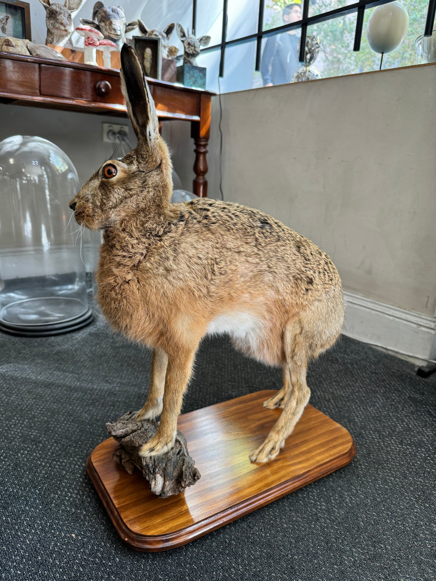 Taxidermy Hare
