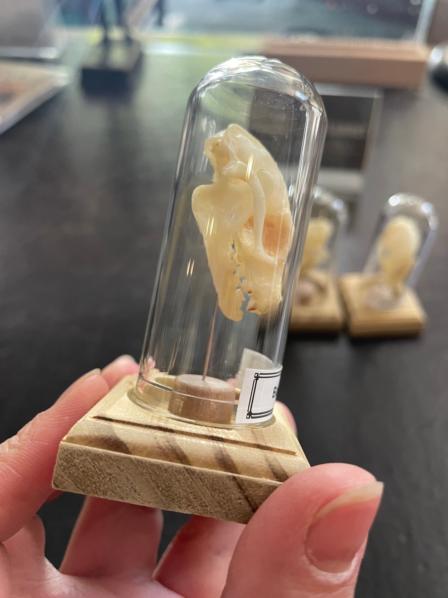 Bat skull in little display dome
