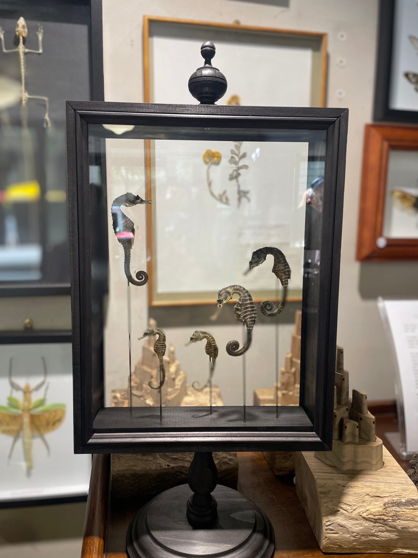 Seahorse Parisian Frame