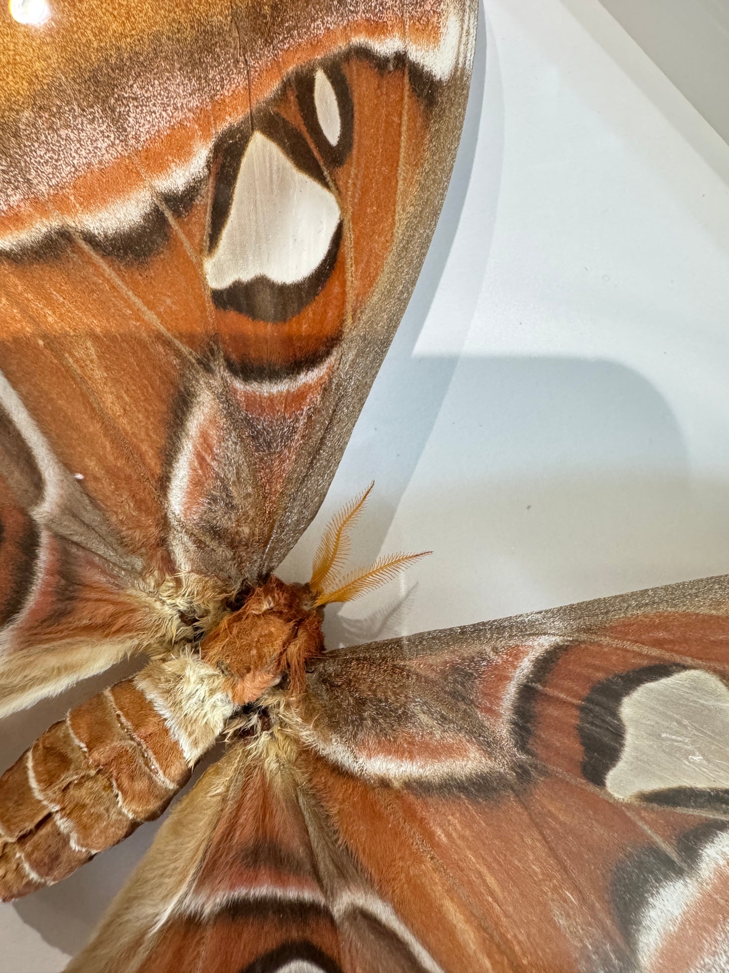 Atlas Moth