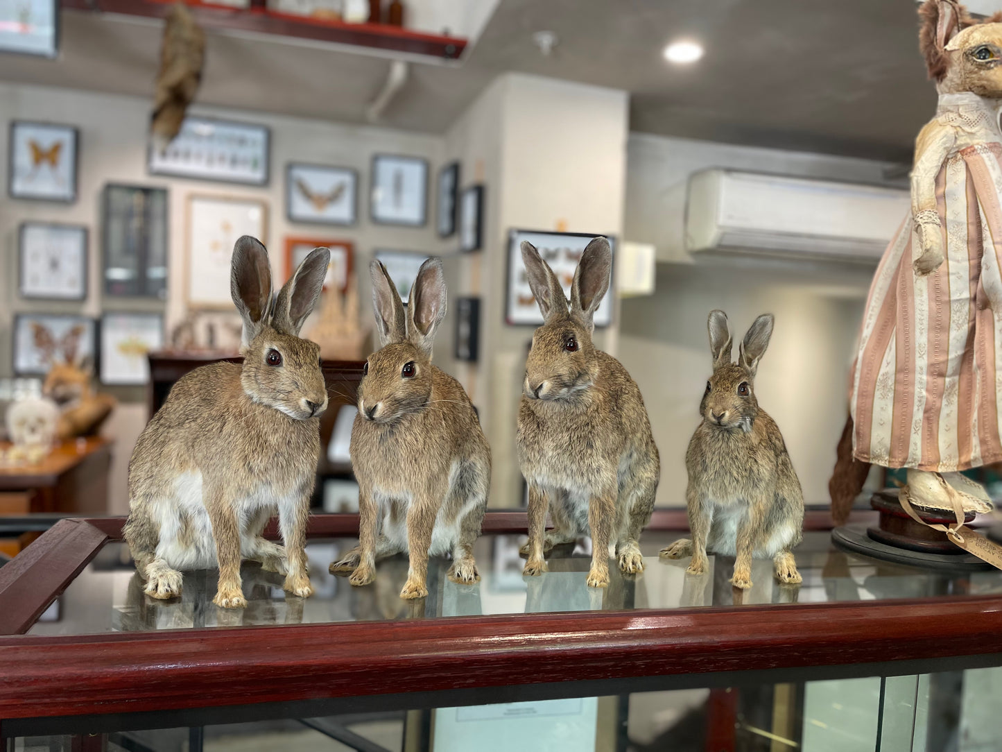 Taxidermy wild rabbits