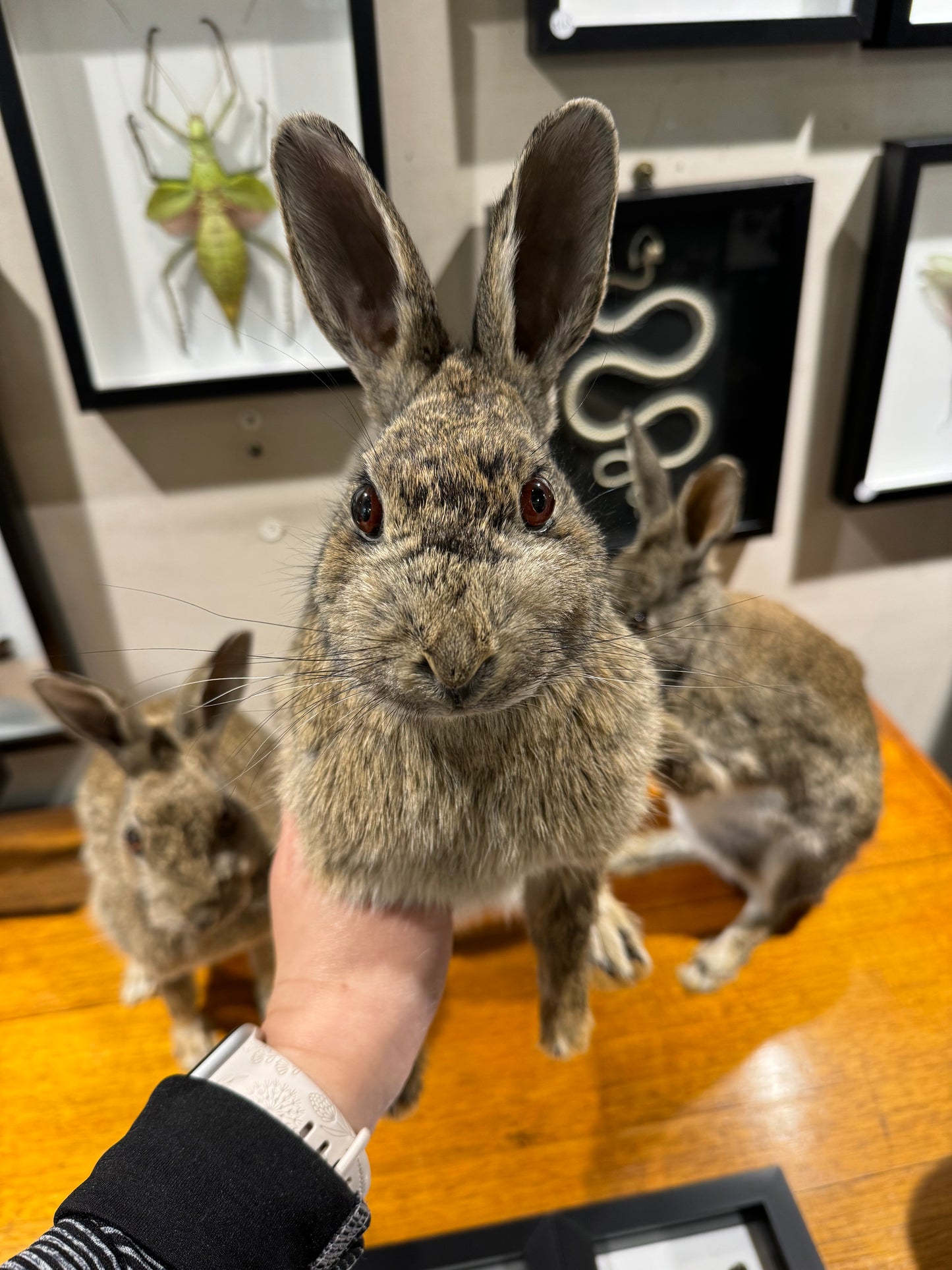 Taxidermy rabbits