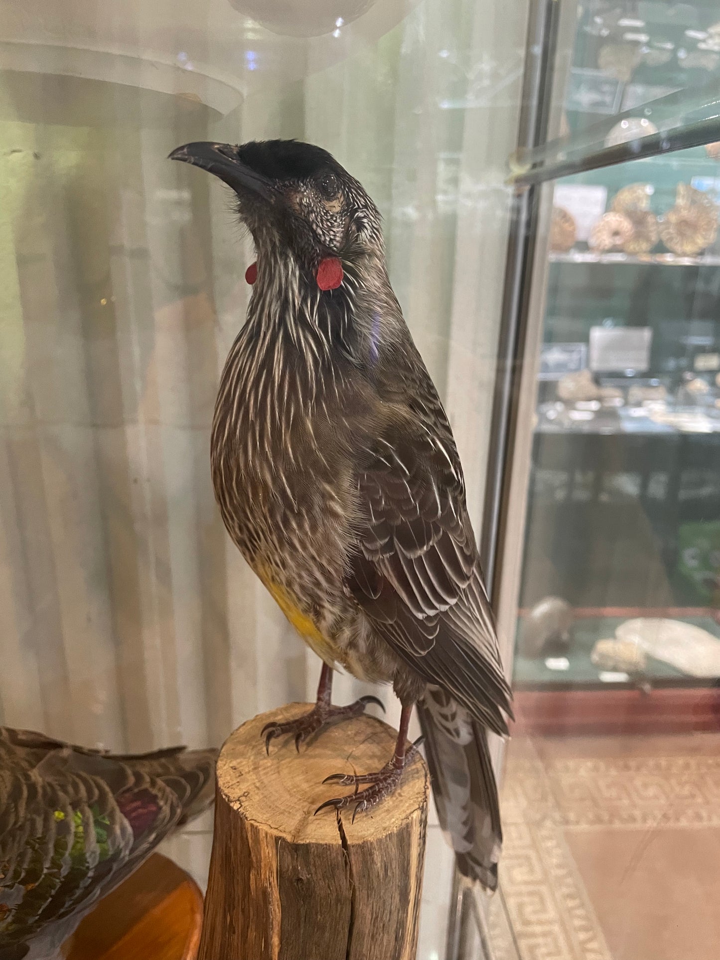 Taxidermy Red Wattlebird