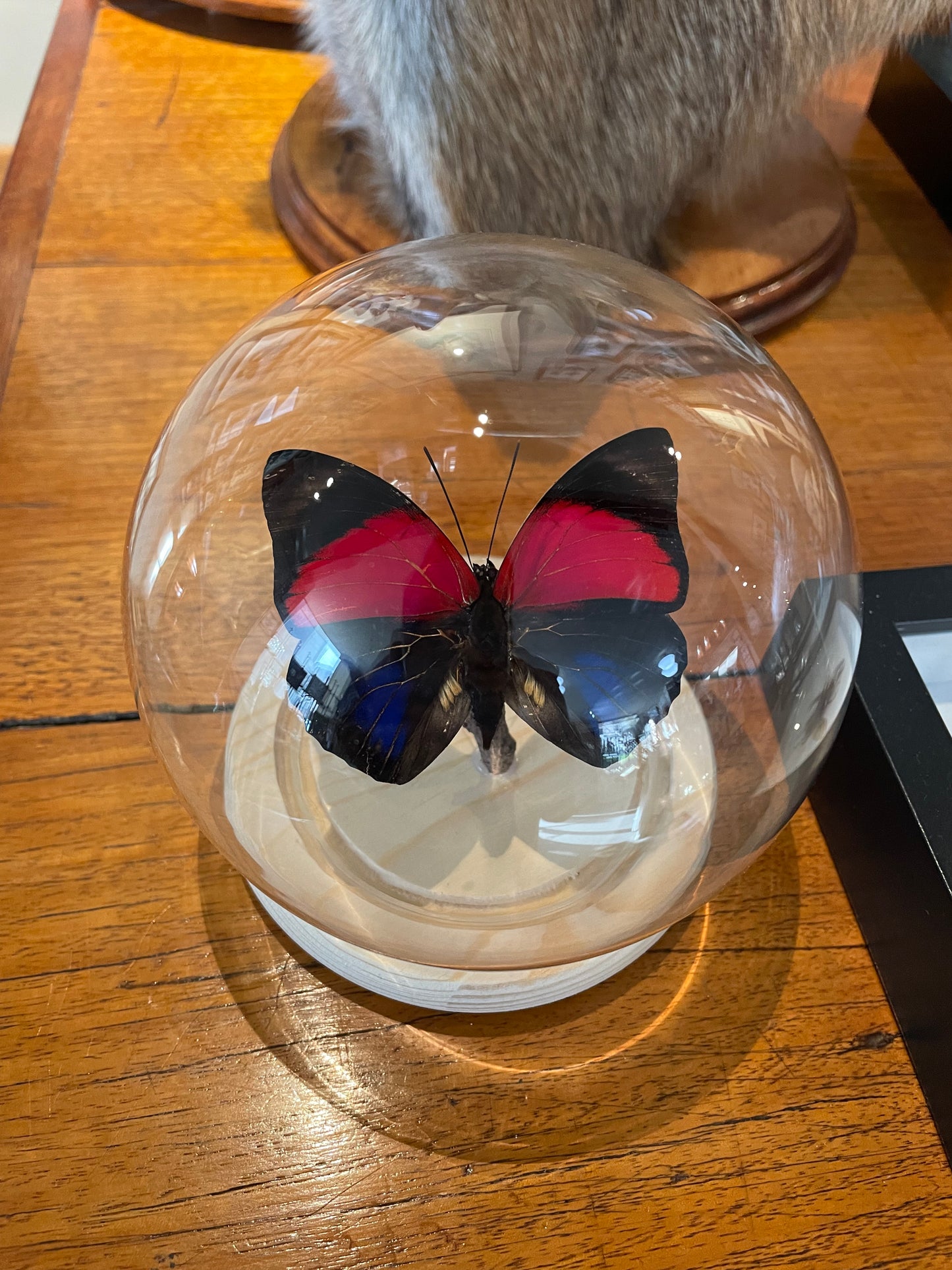 Claudina Agrias butterfly