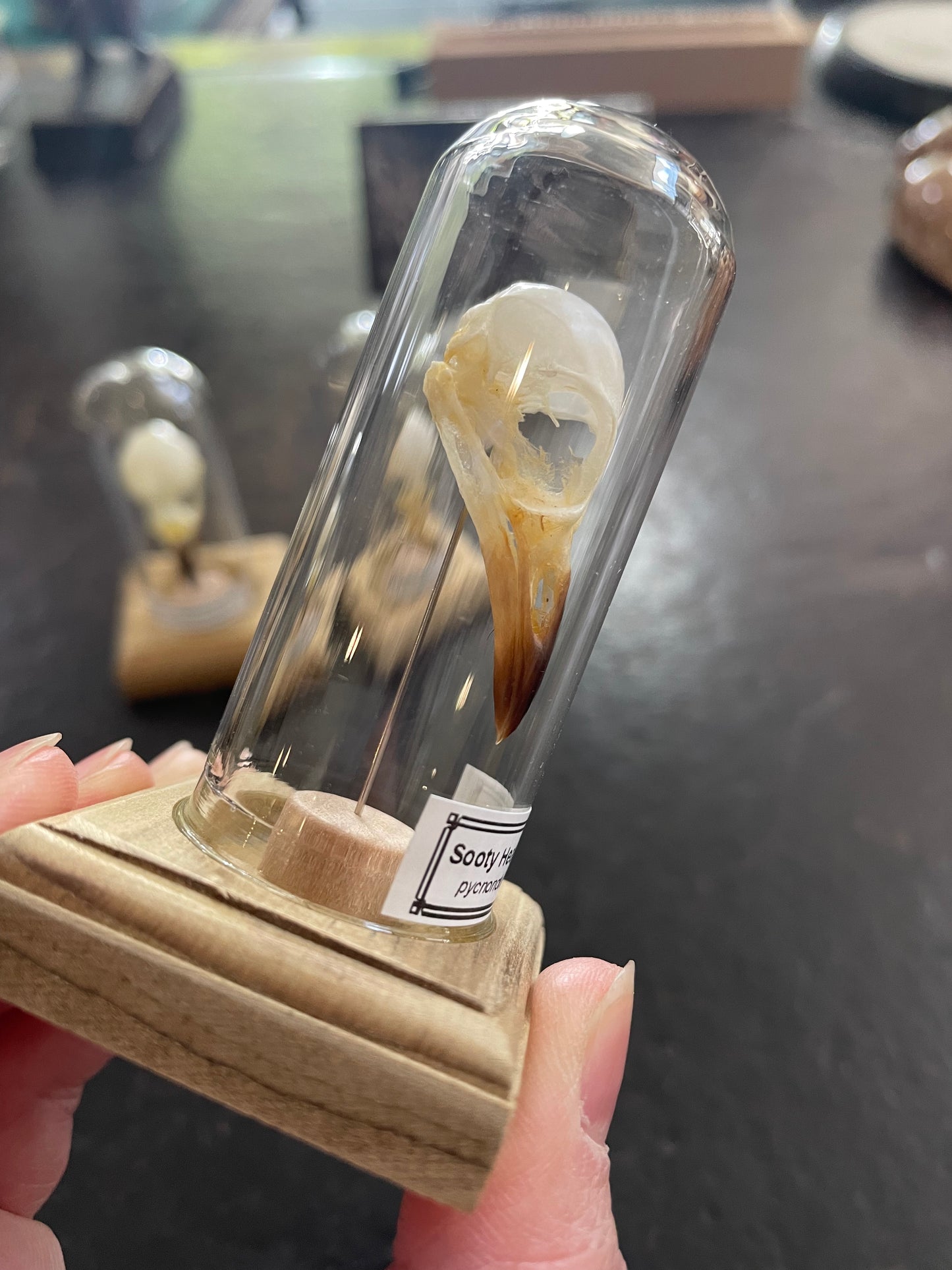Sooty headed bulbul skull