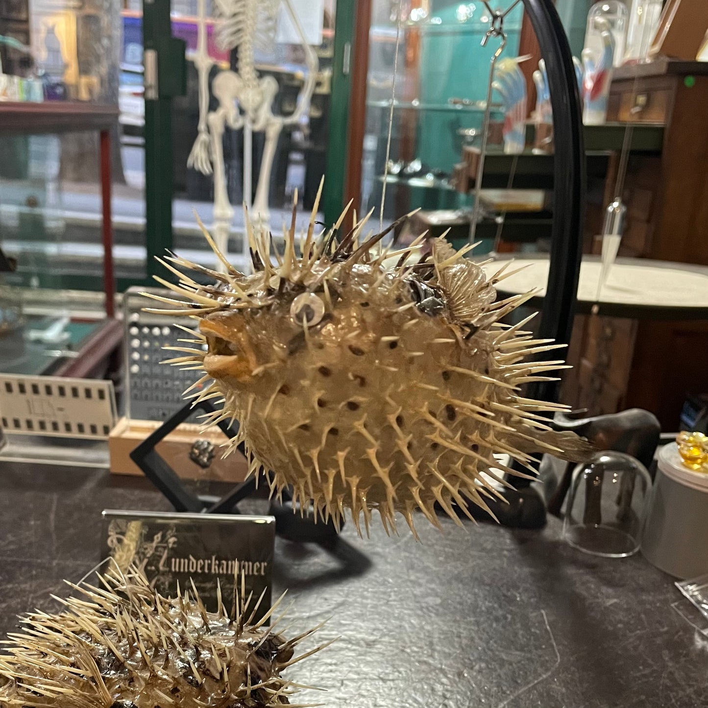 Taxidermy Porcupine Fish