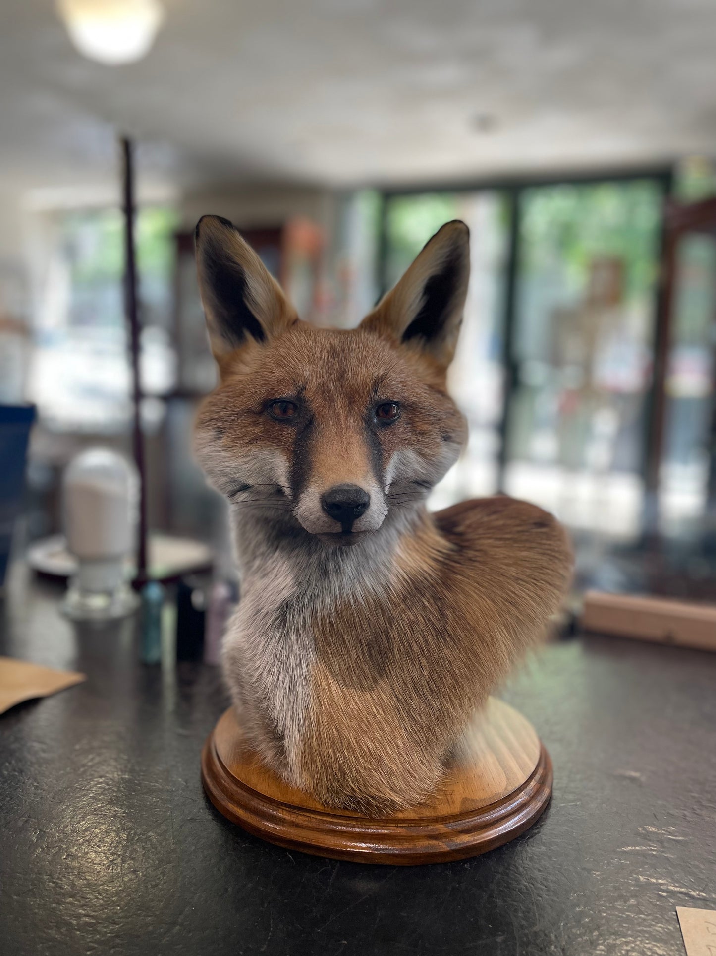 Taxidermy fox head