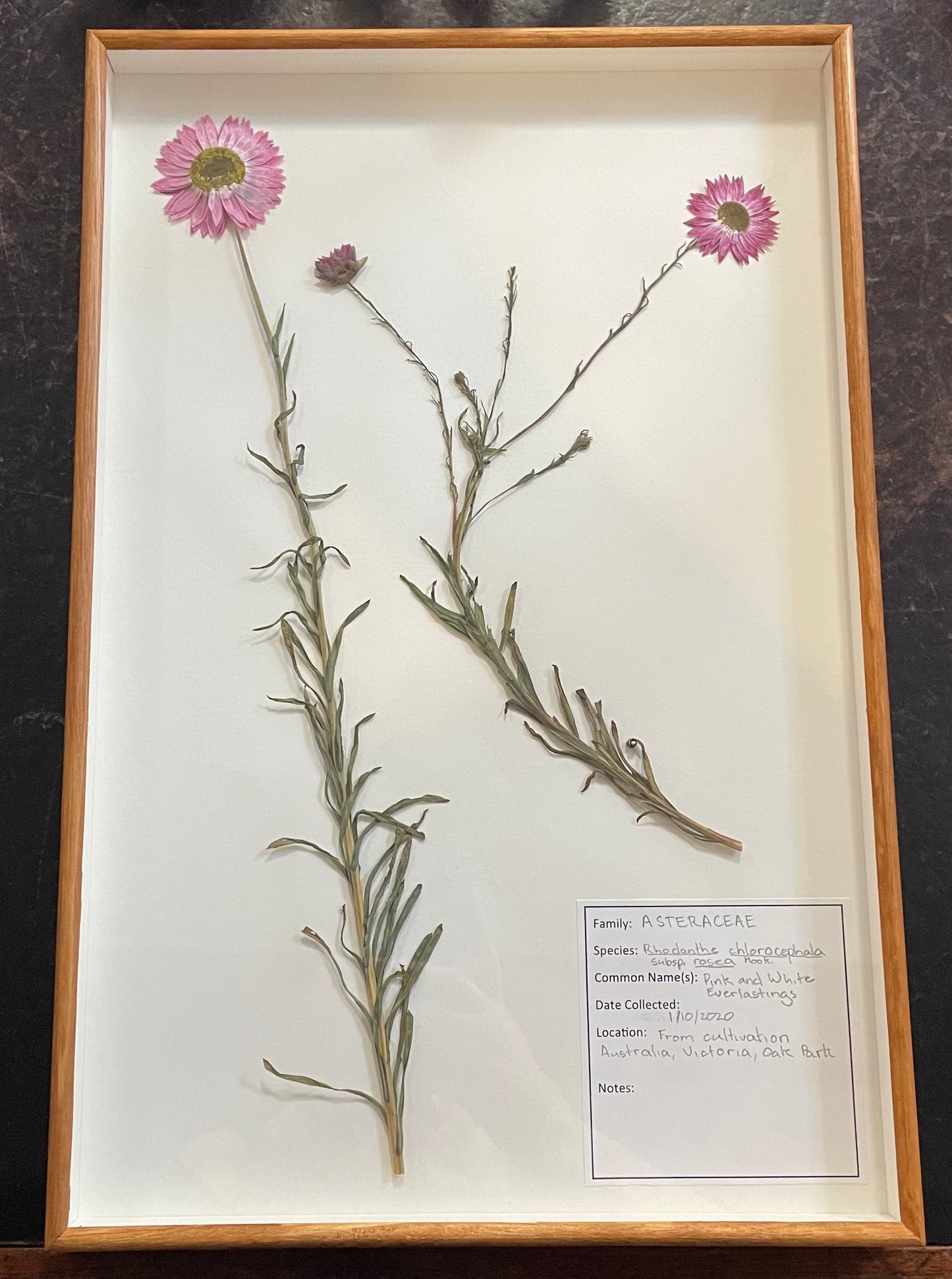 Framed Botanical Specimens