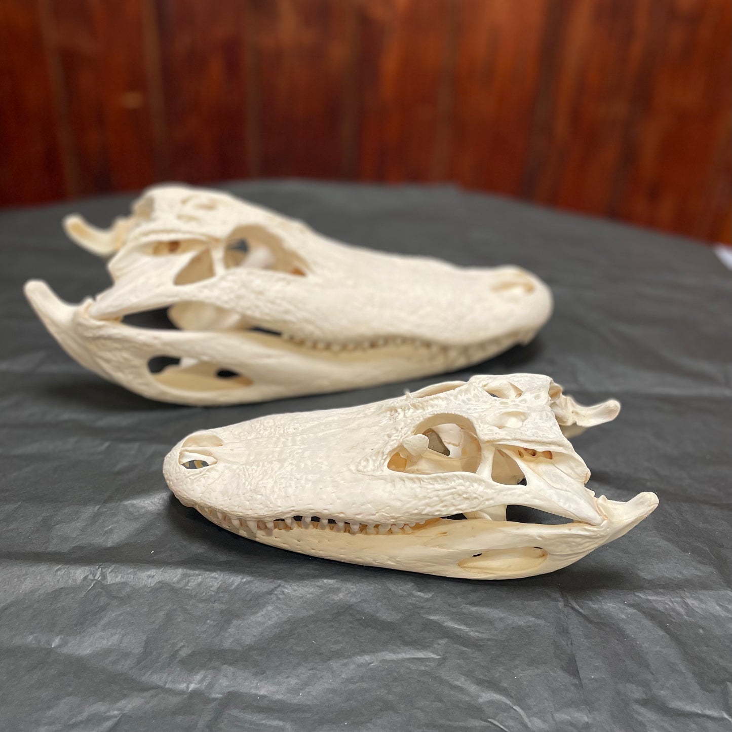 Alligator Skulls