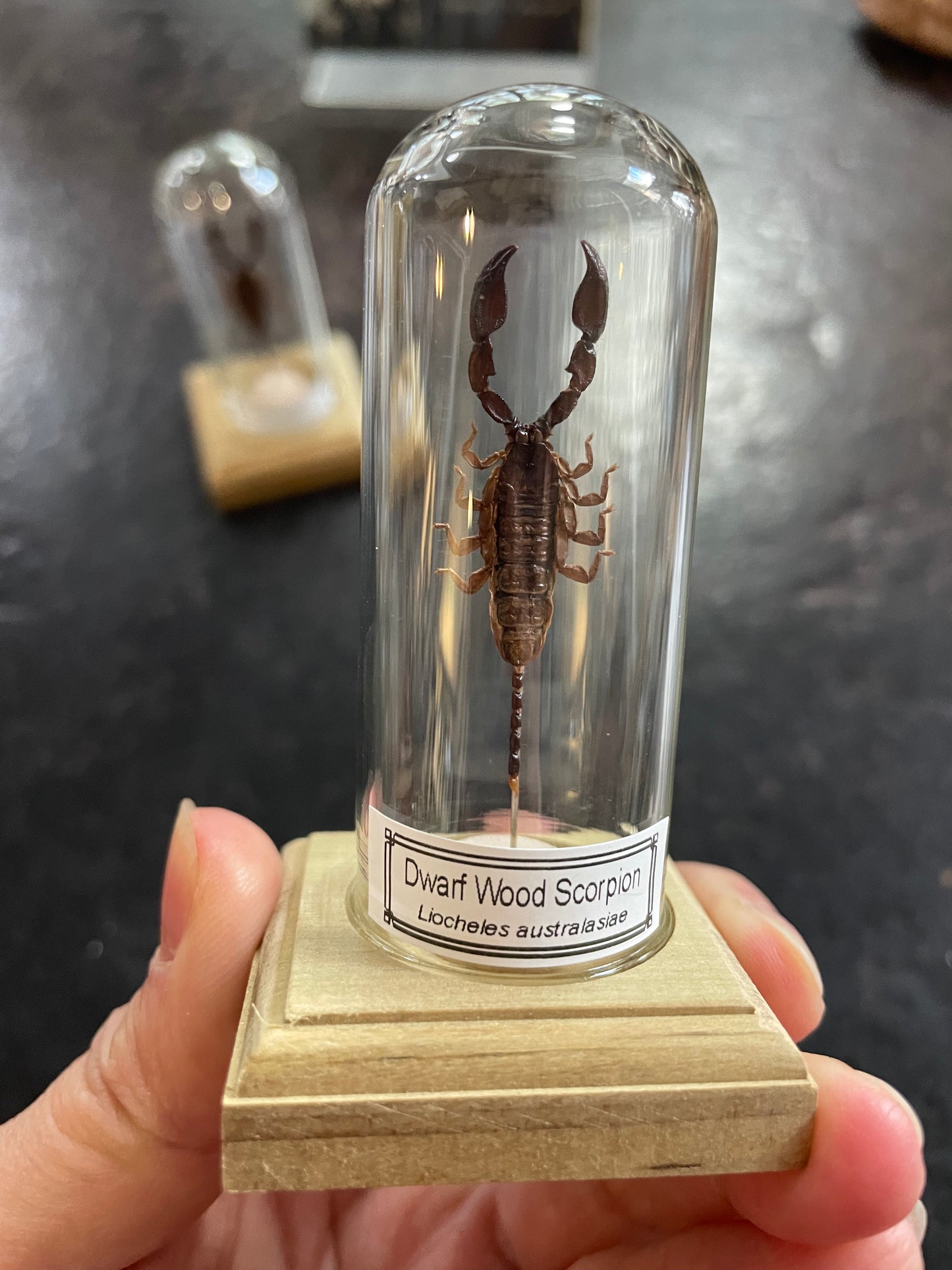 Dwarf wood scorpion
