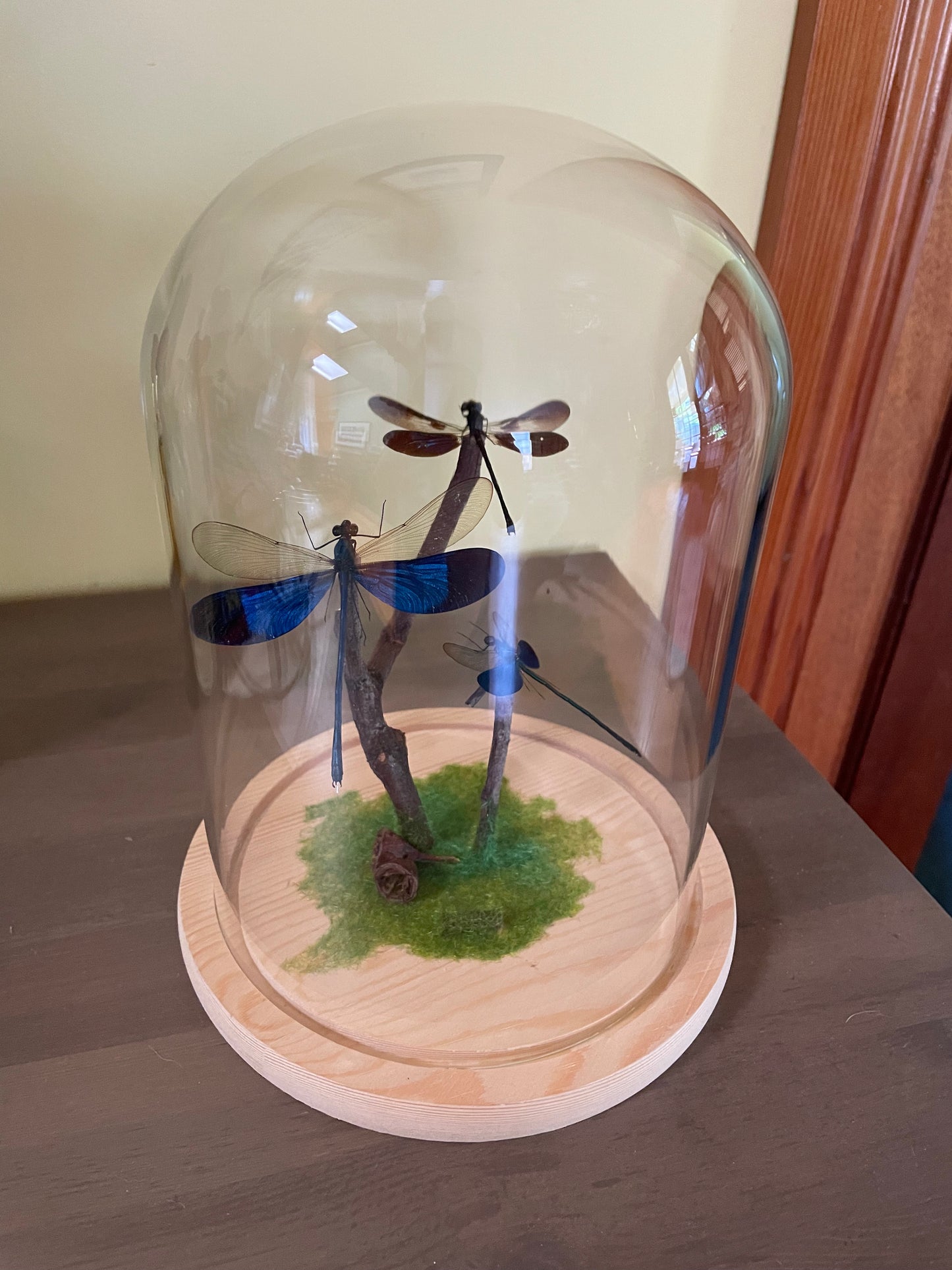 Assorted Damselflies in glass dome