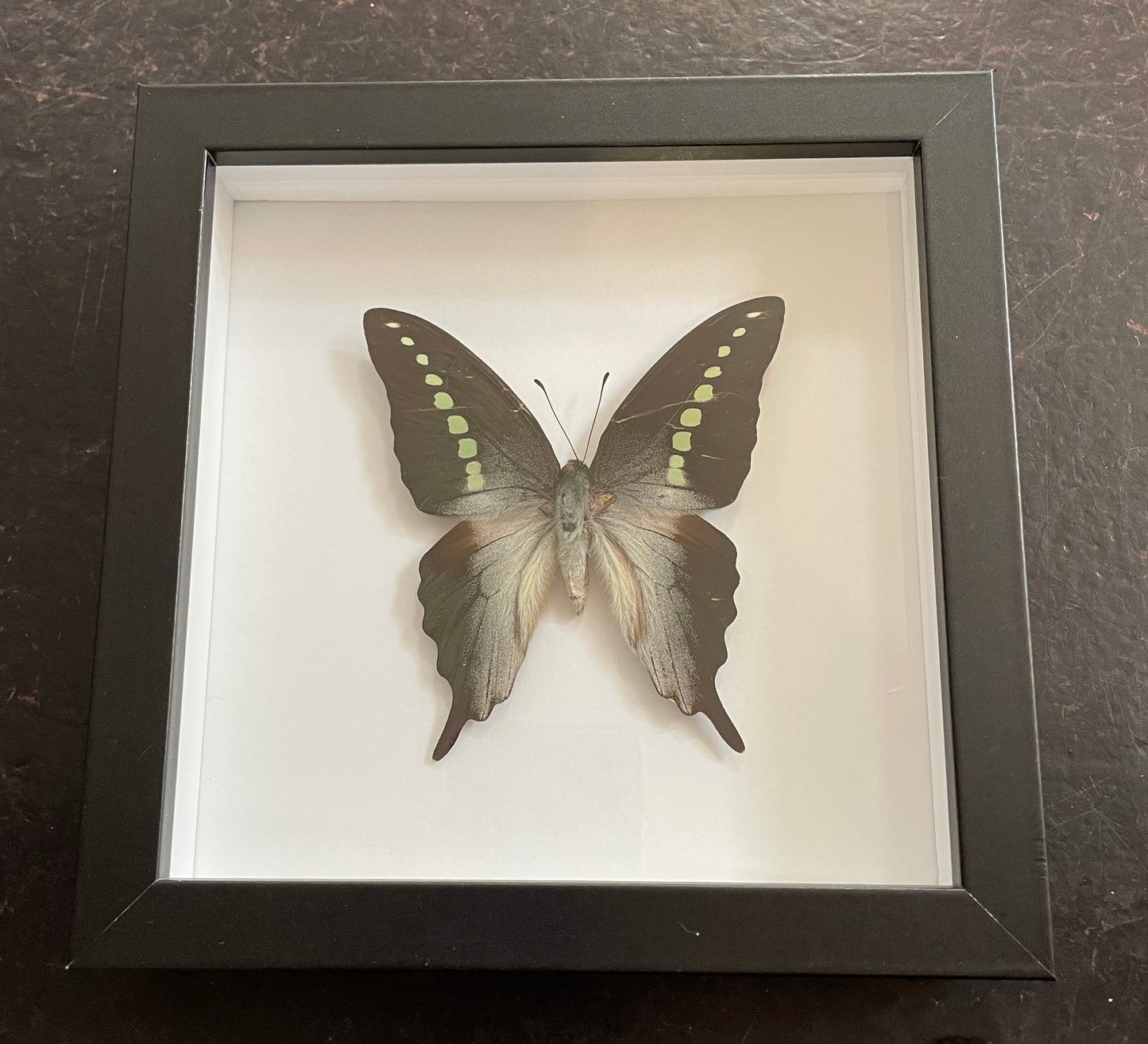 Graphium codrus, Philippines