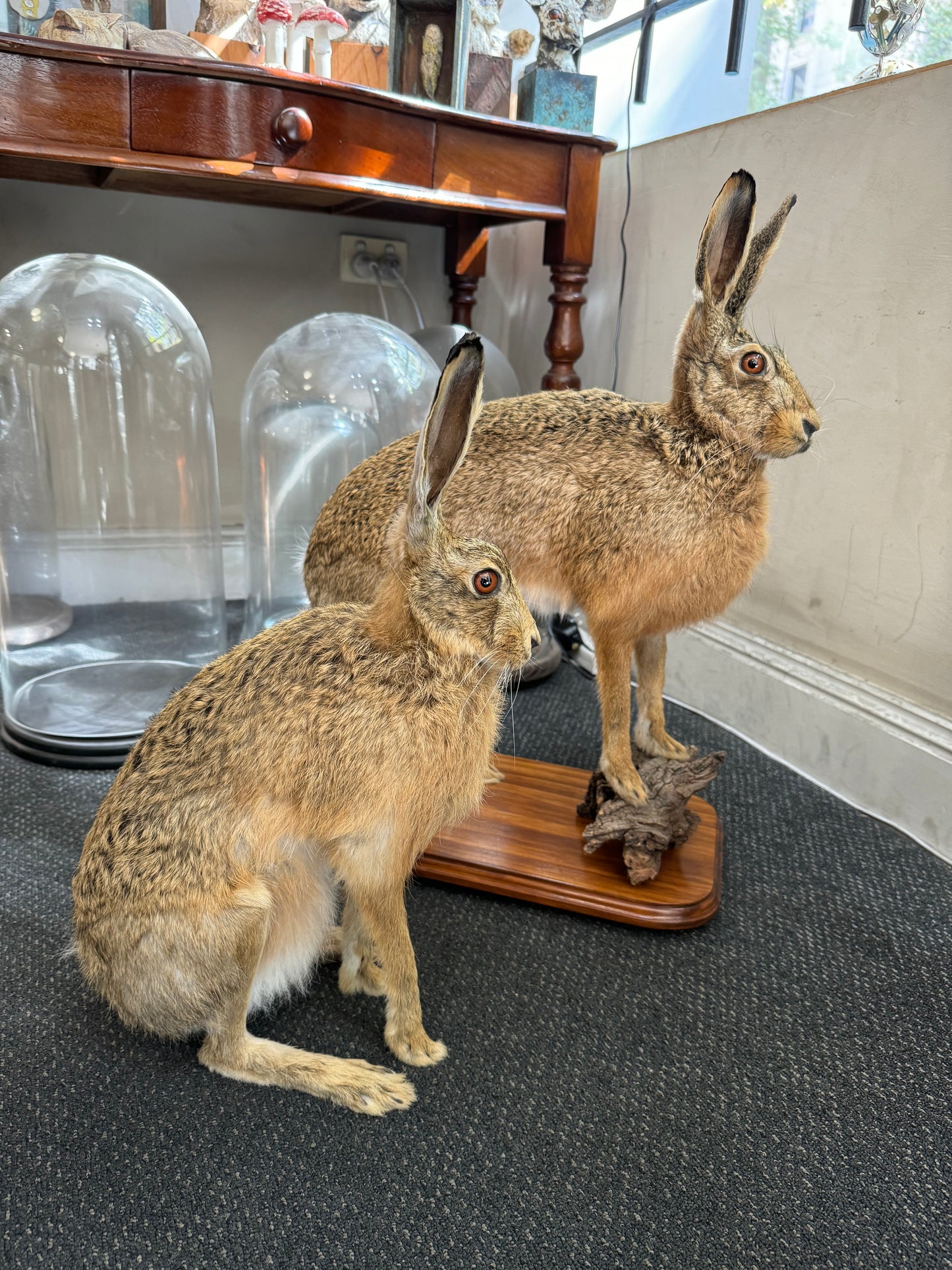 Taxidermy Hare