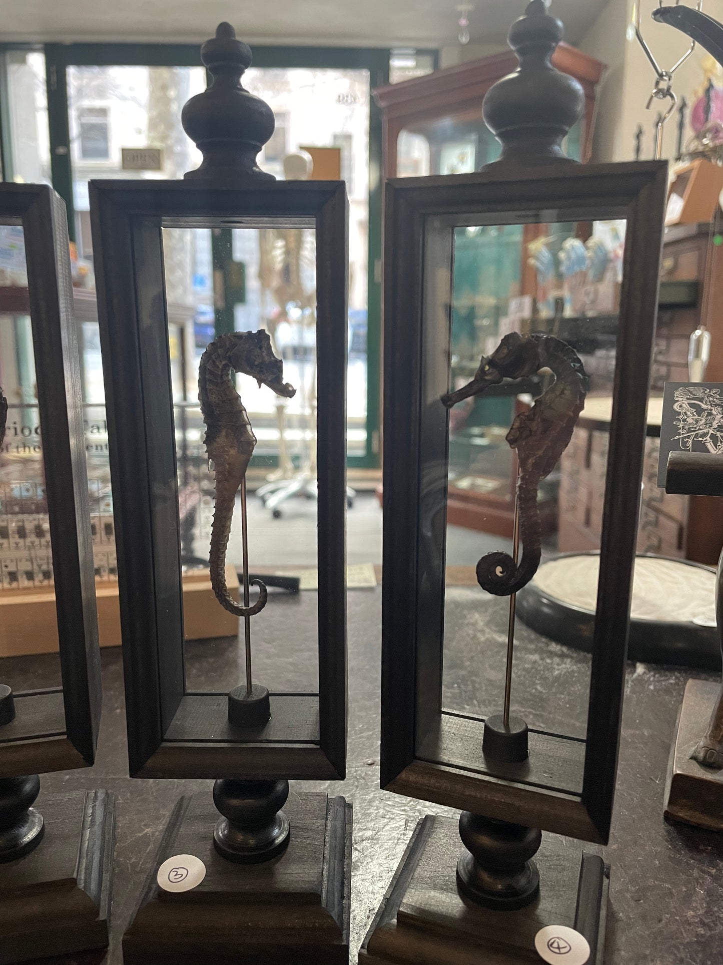 Seahorse in double glass Parisian display case