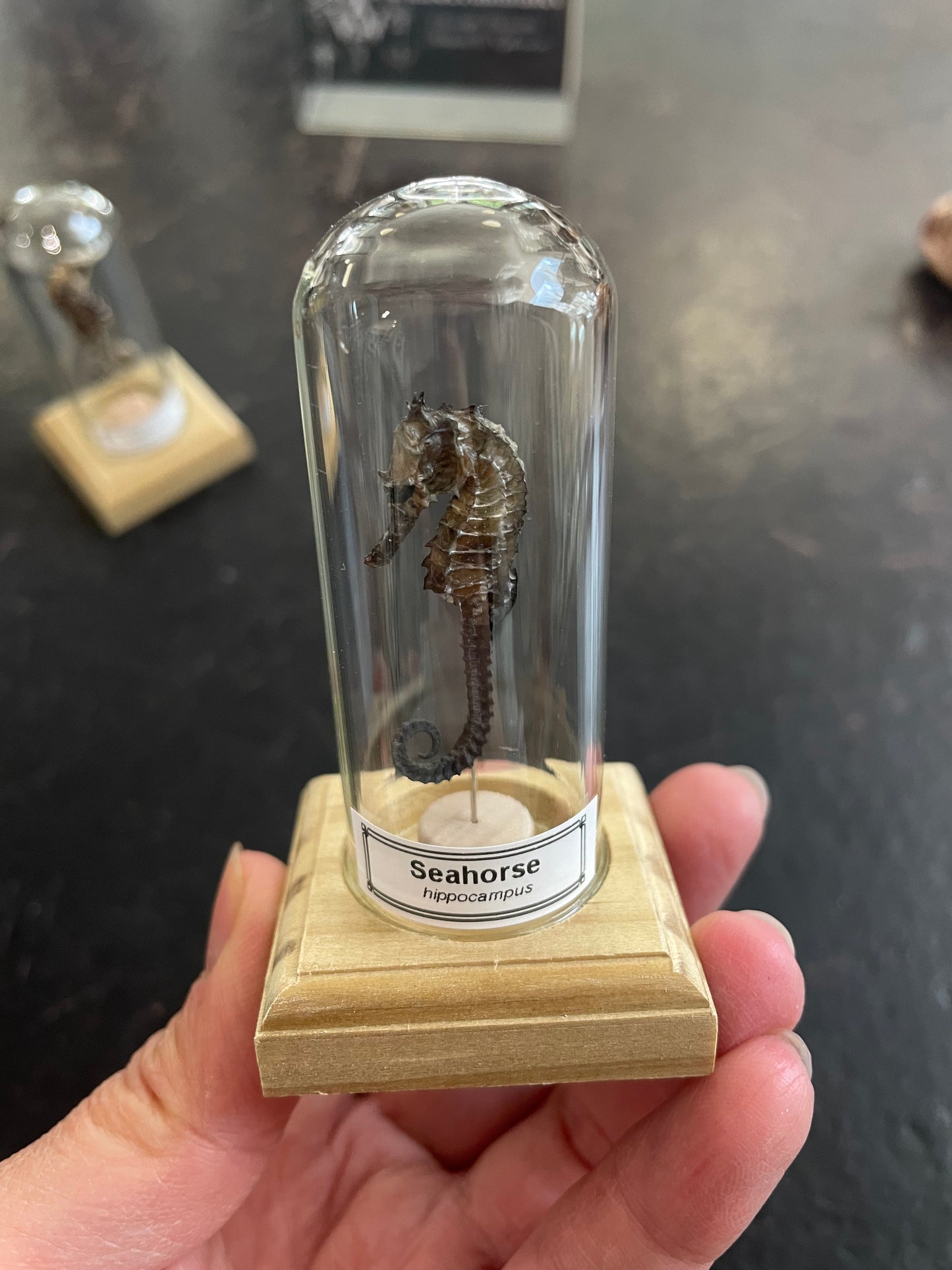 Seahorse