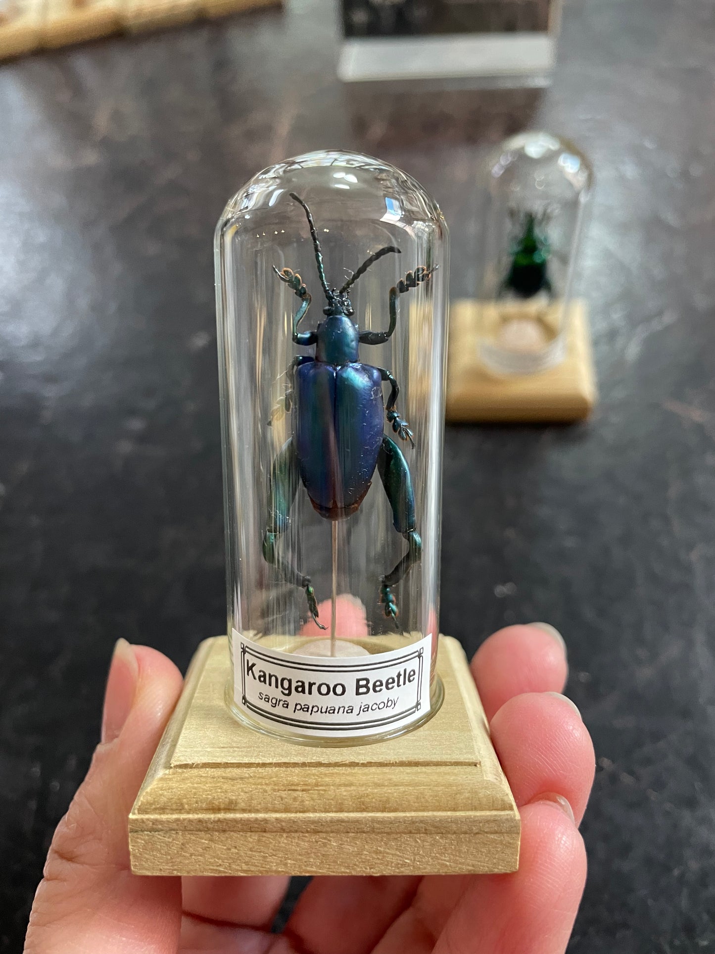 Kangaroo beetle
