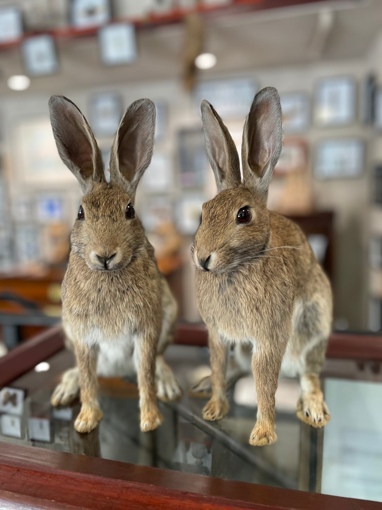 Taxidermy wild rabbits