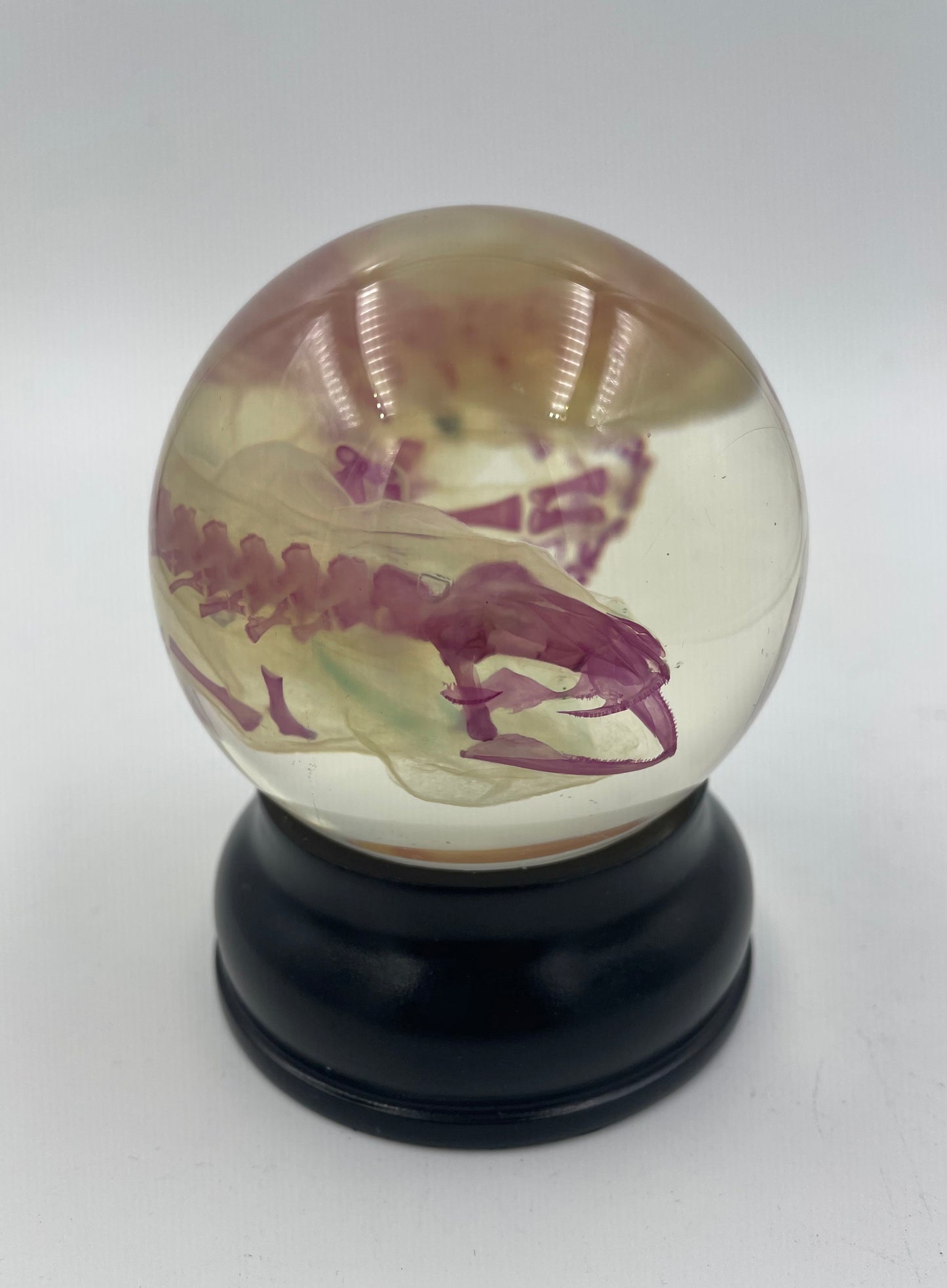 Diaphonised Axolotl