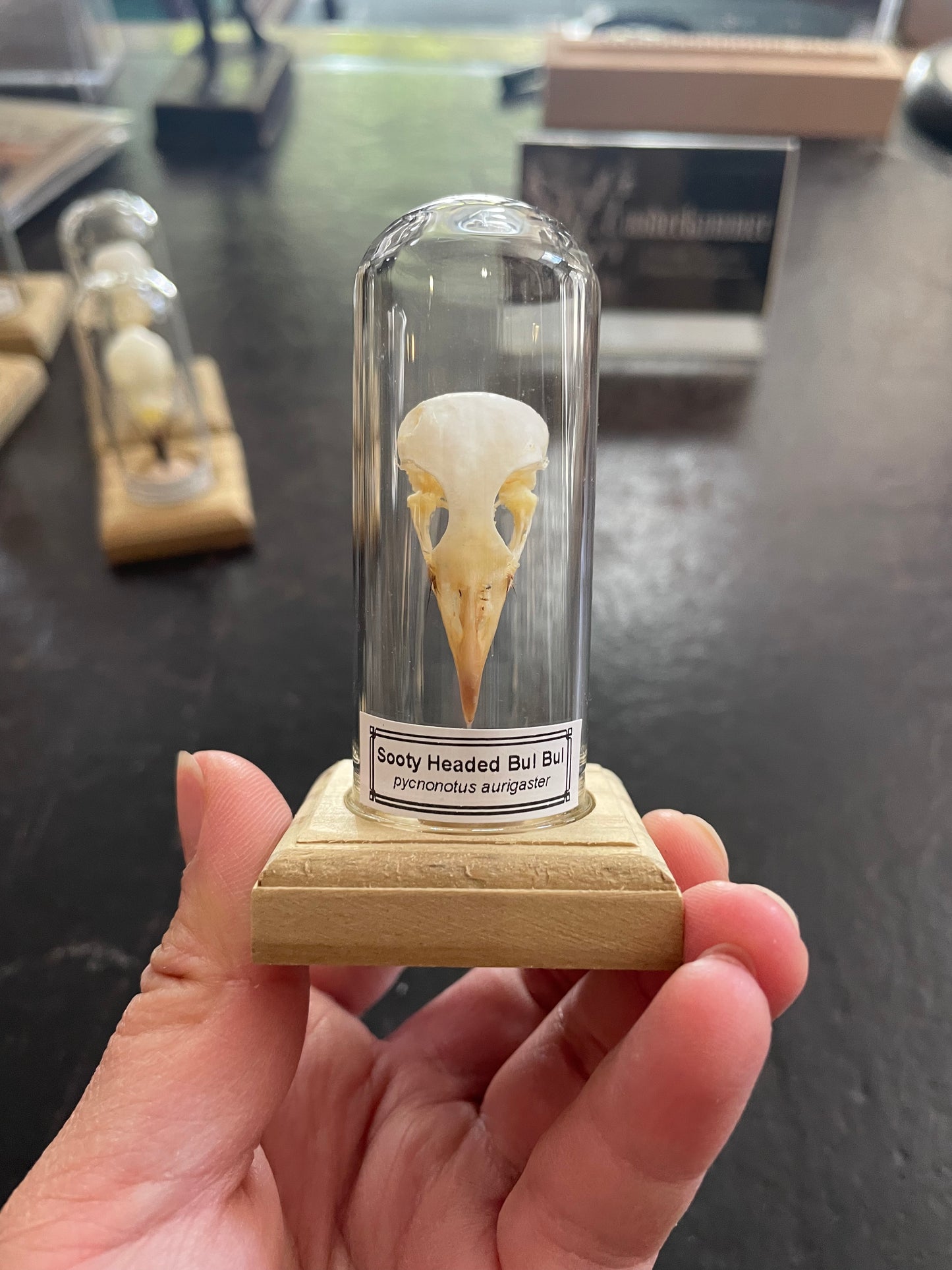 Sooty headed bulbul skull