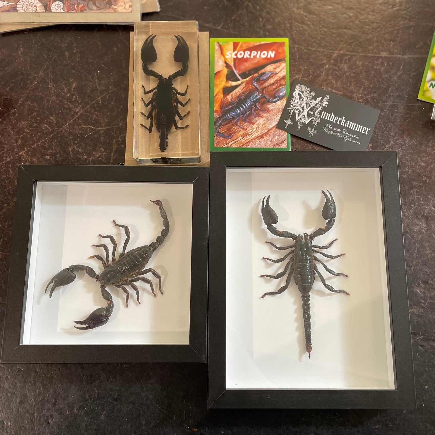 Framed Giant Black Scorpions