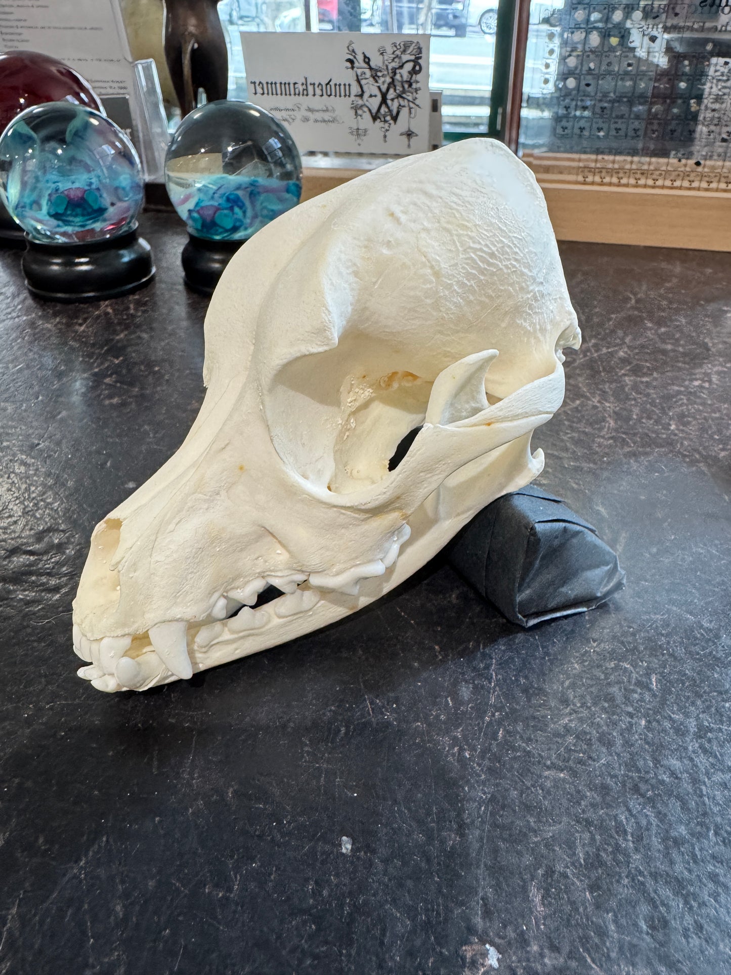 Domestic Dog Skull