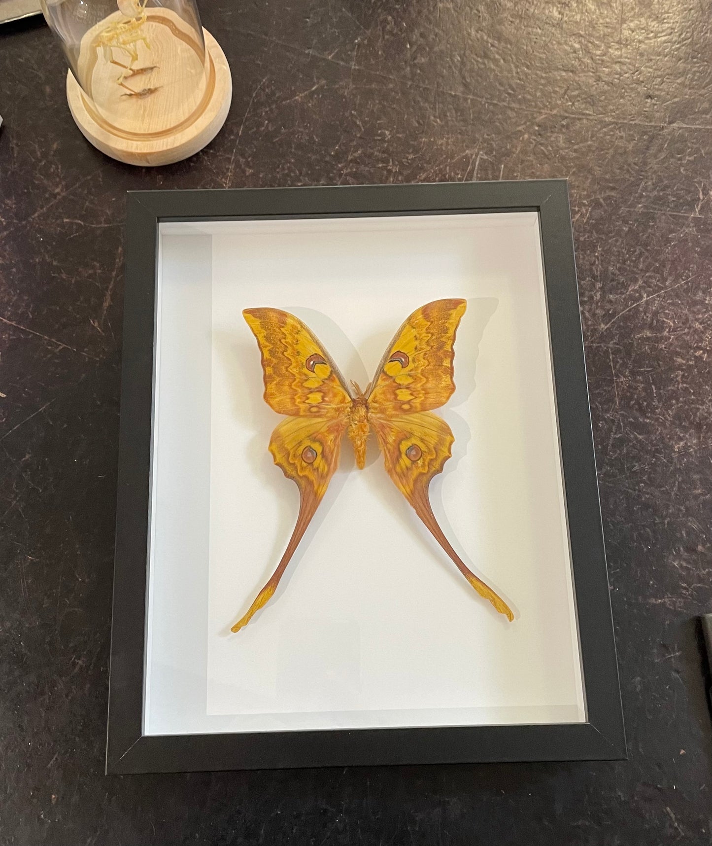 Rare Giant Moon Moth