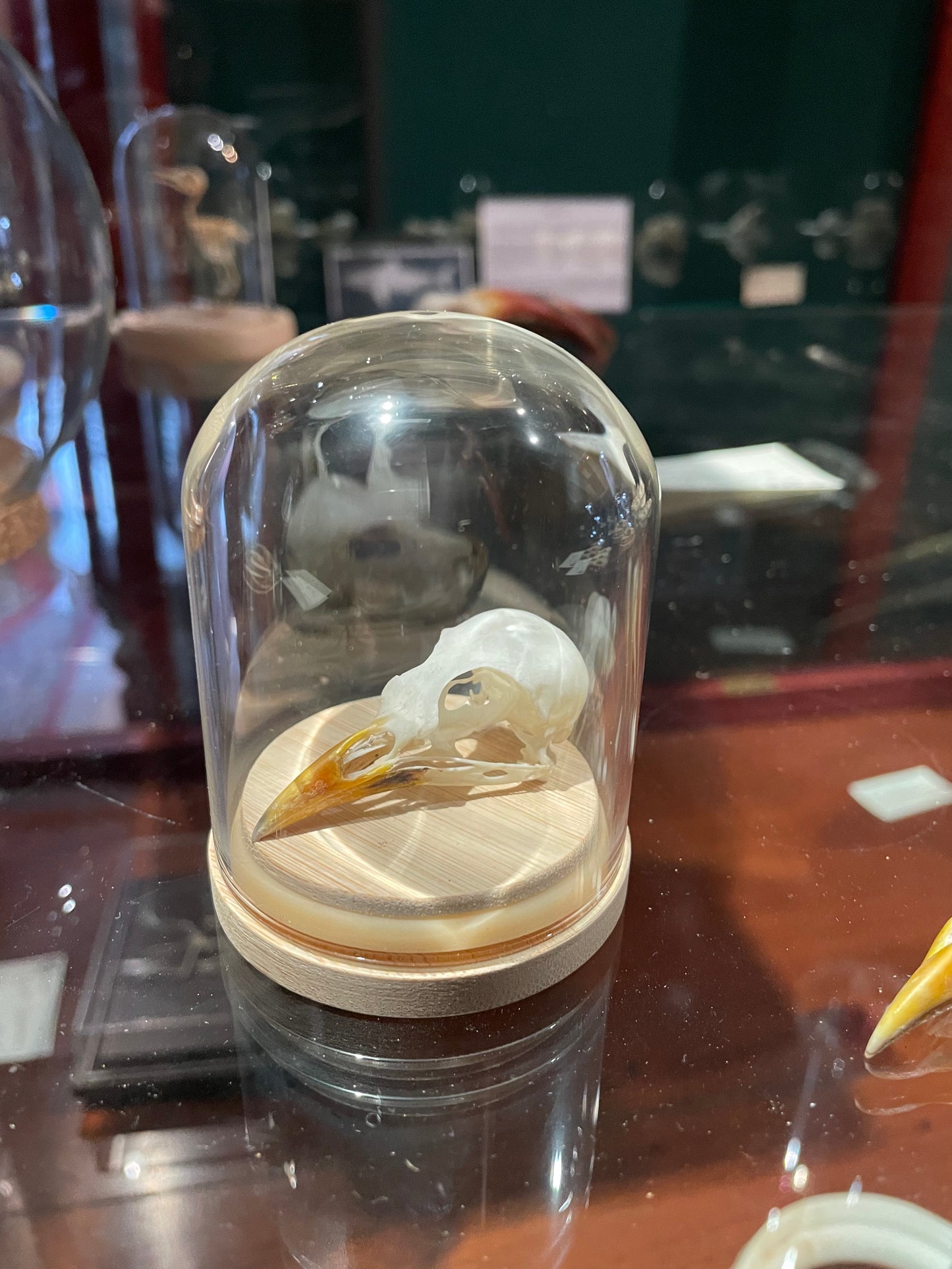 Common Mynah Skull
