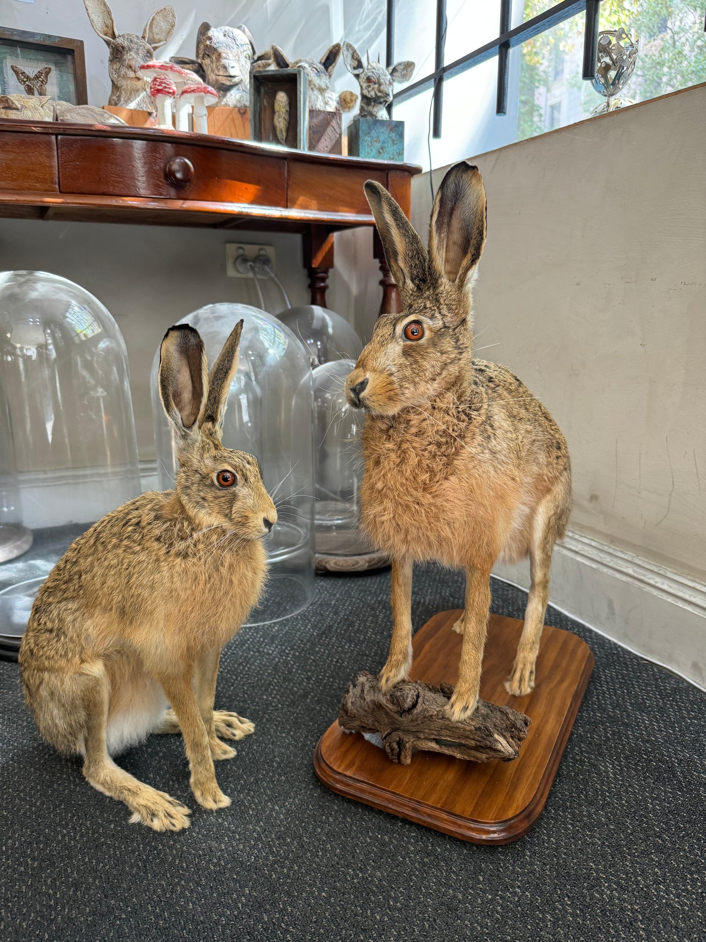 Taxidermy Hare