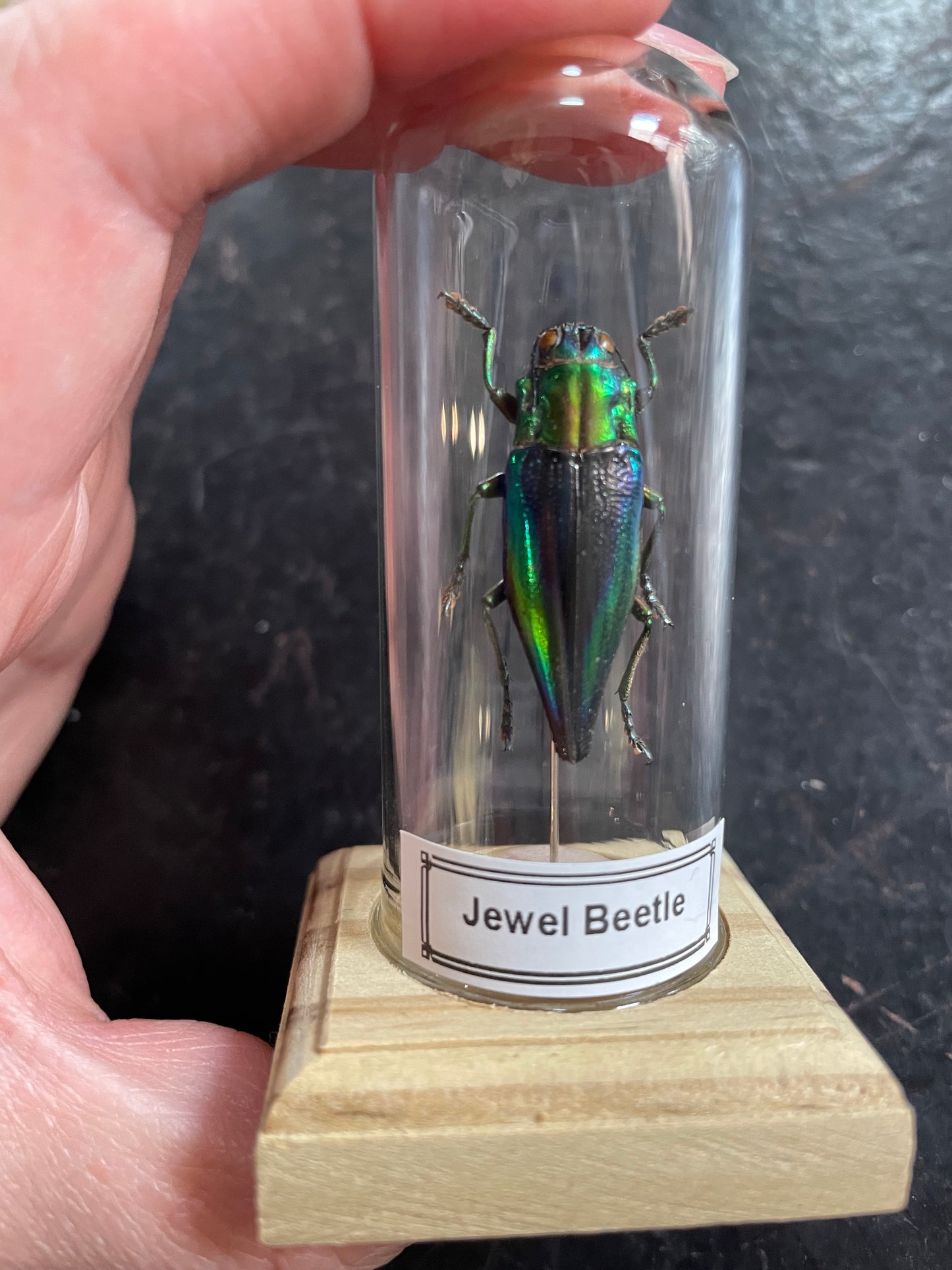 Jewel beetle