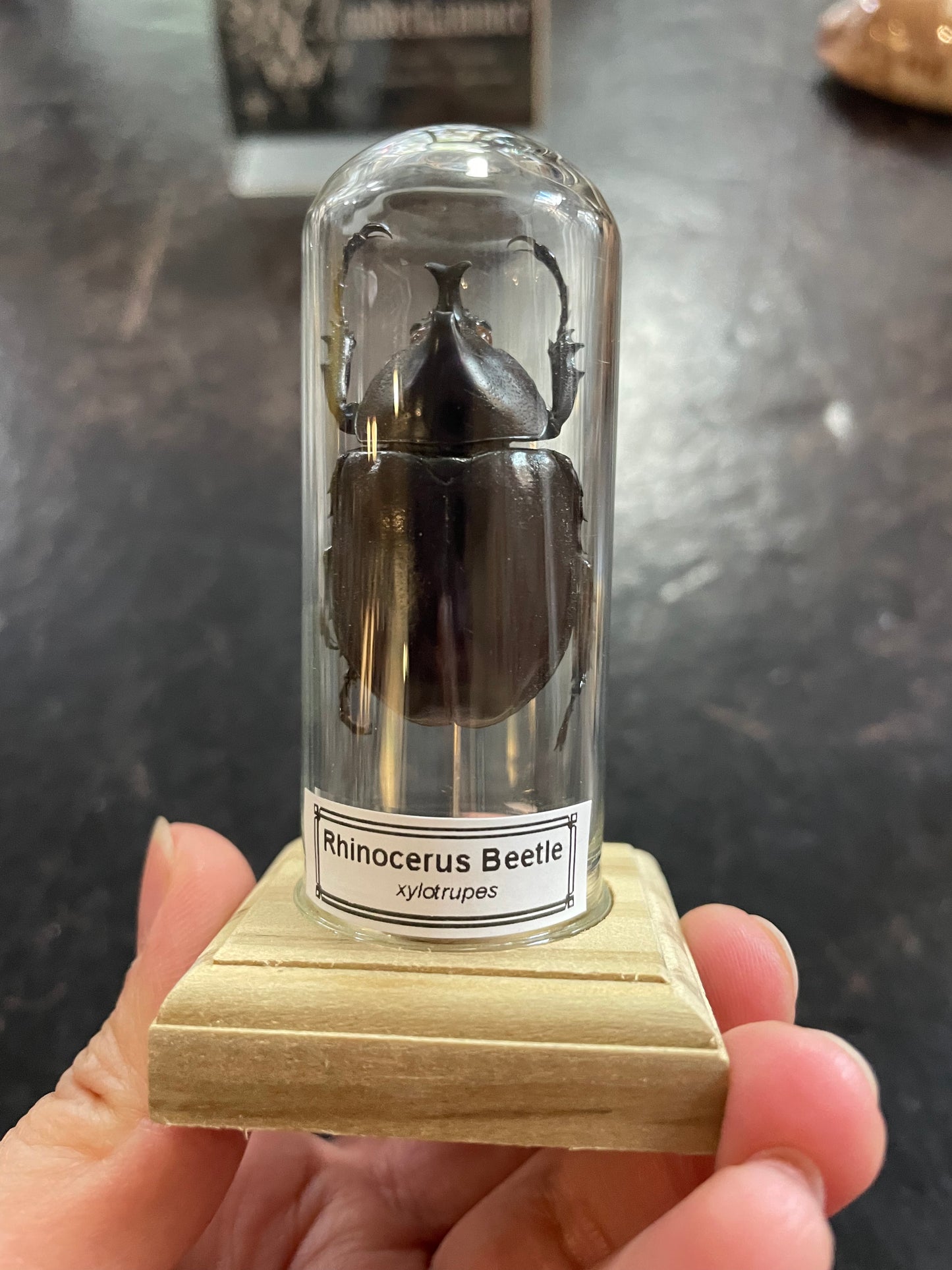 Rhinoceros beetle