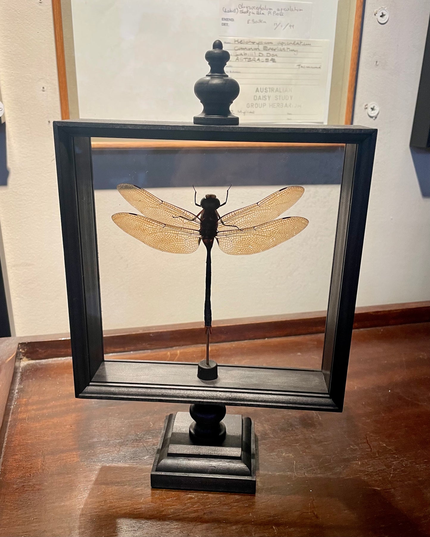 Butterflies in Parisian frame