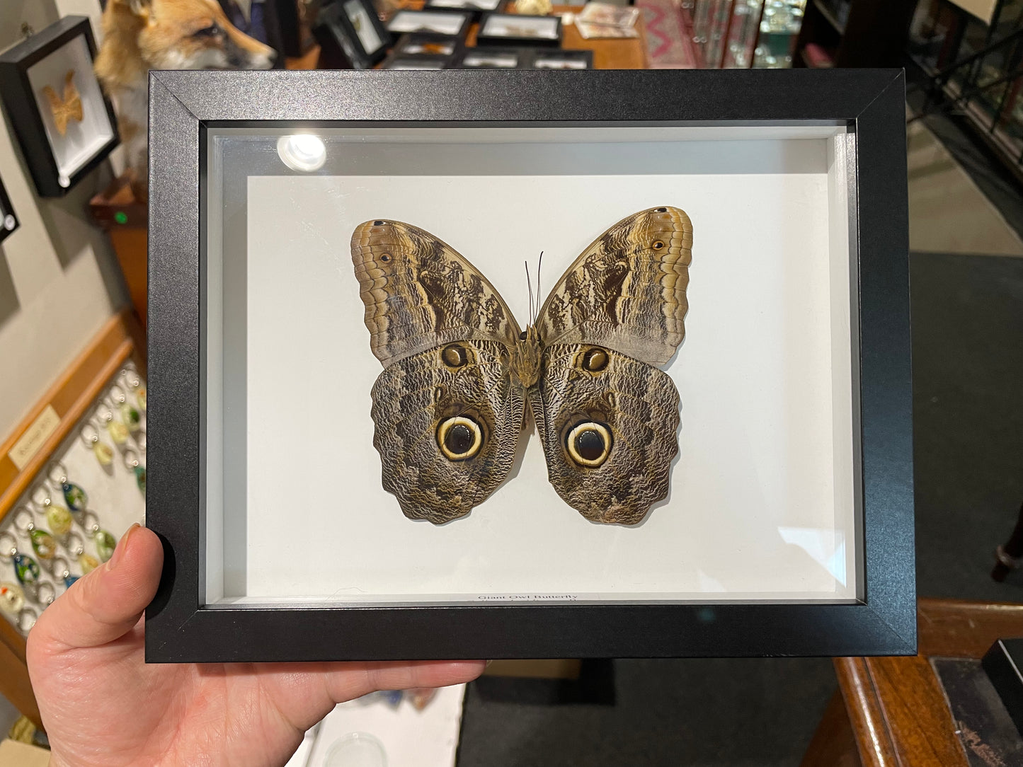 Owl Butterfly