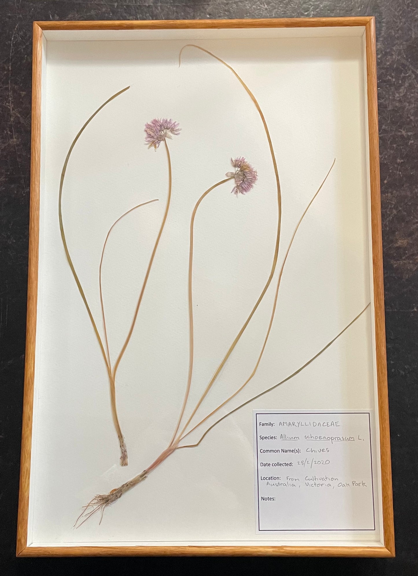 Framed Botanical Specimens