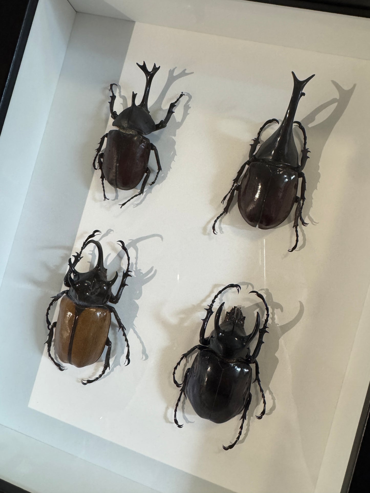 4 Beetles