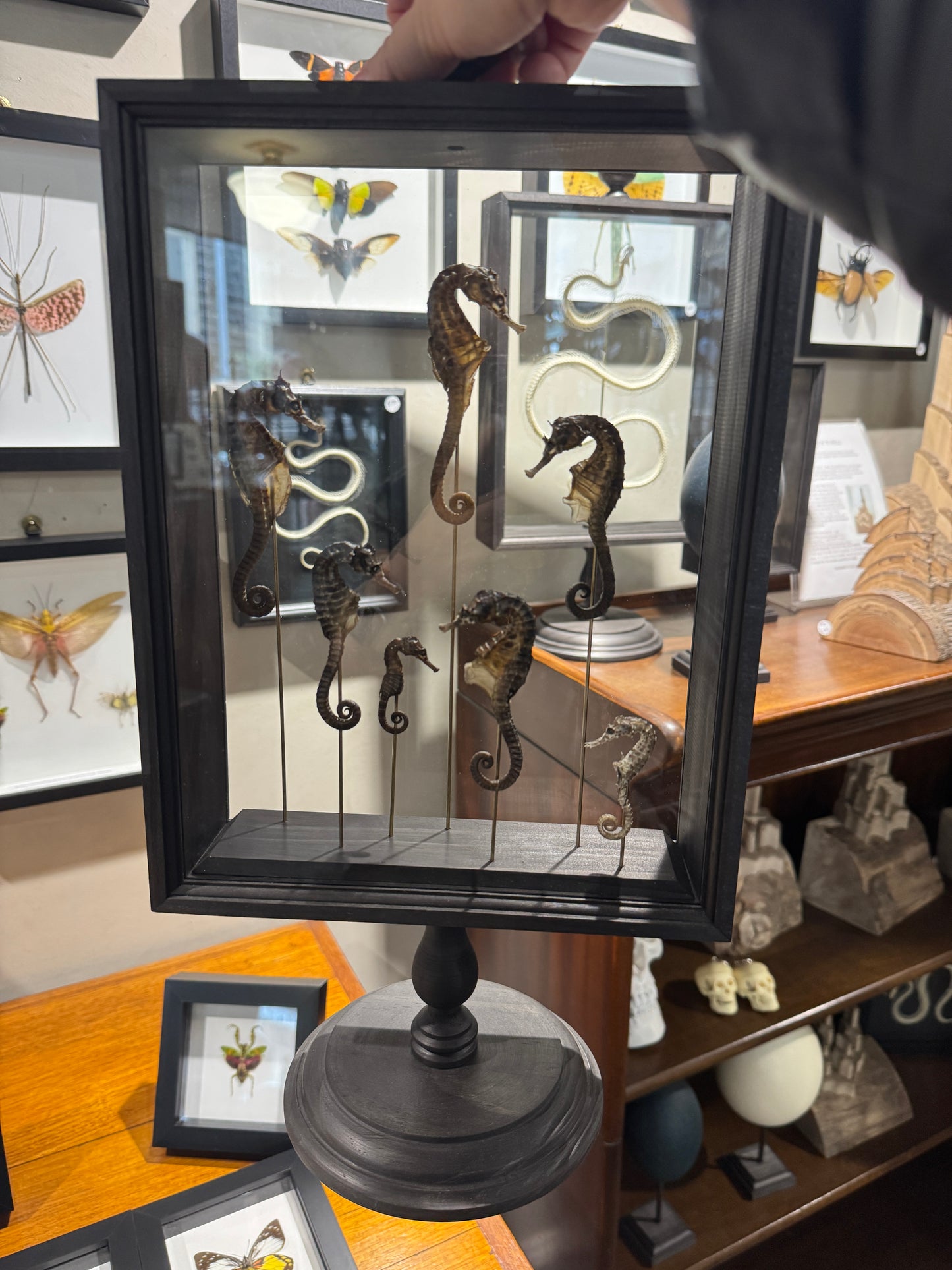 Seahorse Parisian Frame