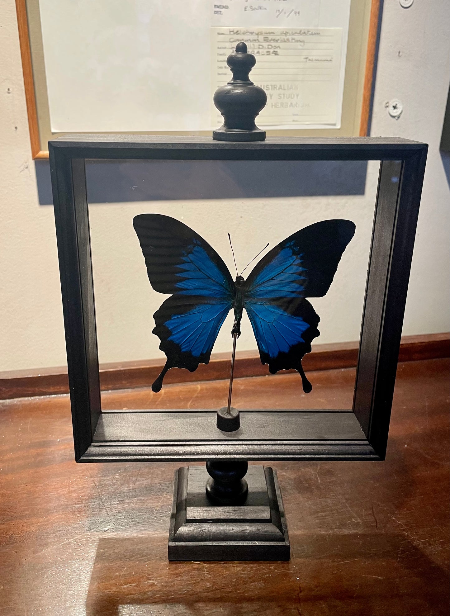 Butterflies in Parisian frame