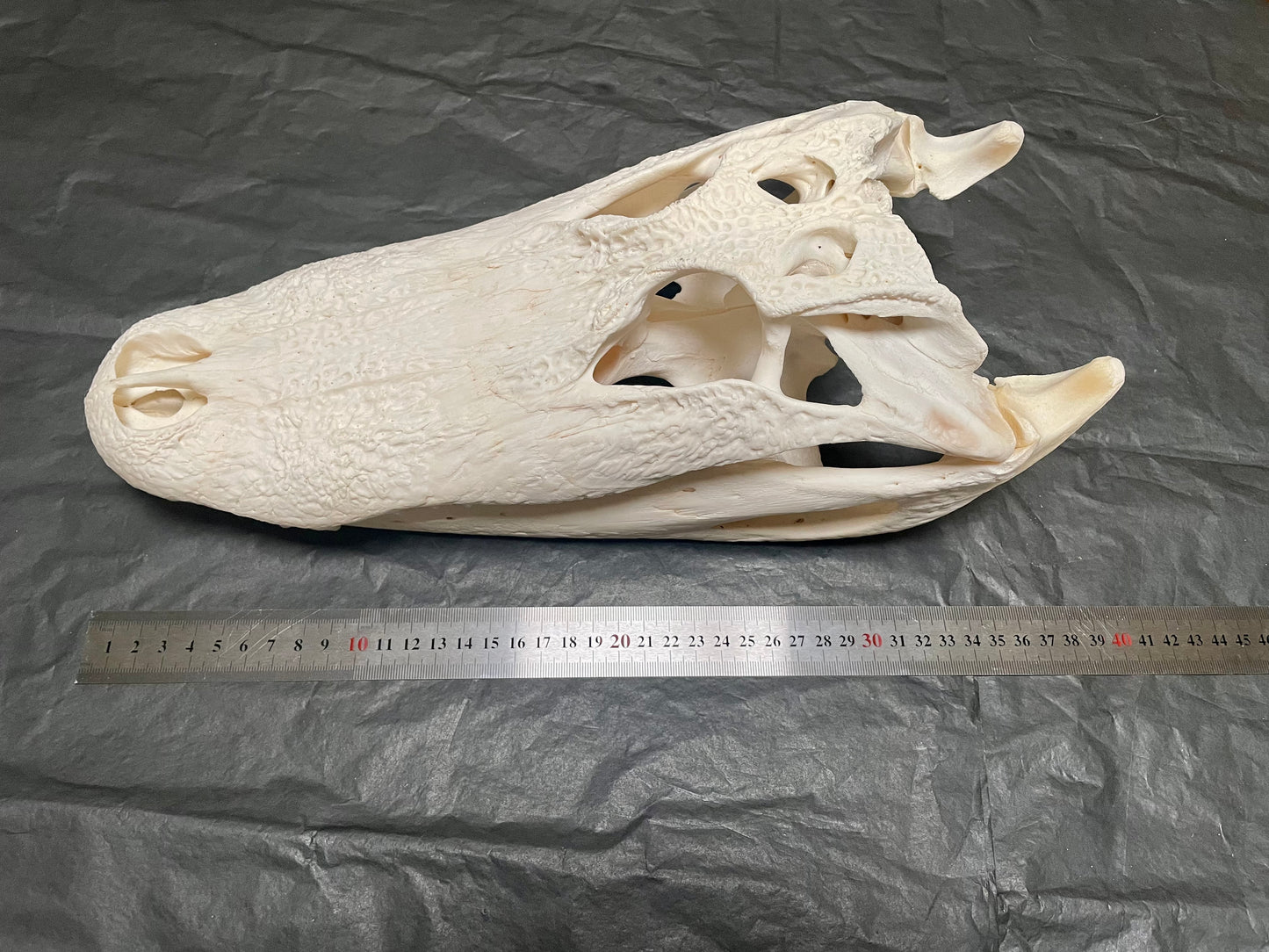 Alligator Skulls
