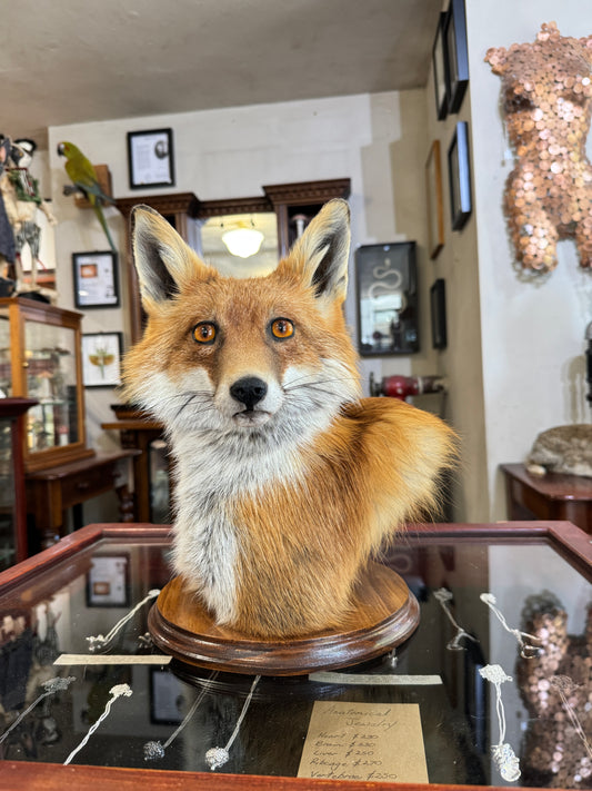 Fox head