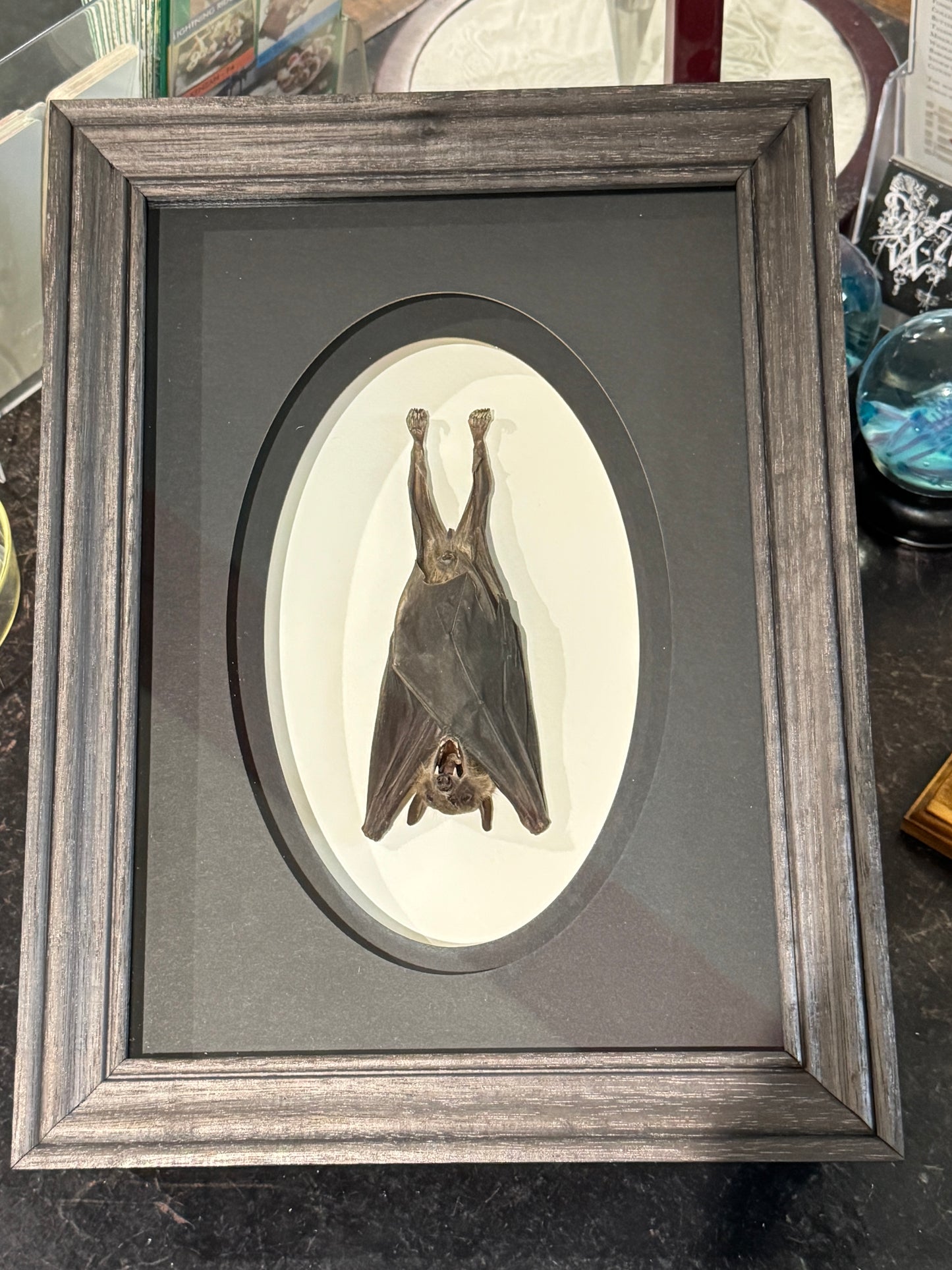 Hanging bat