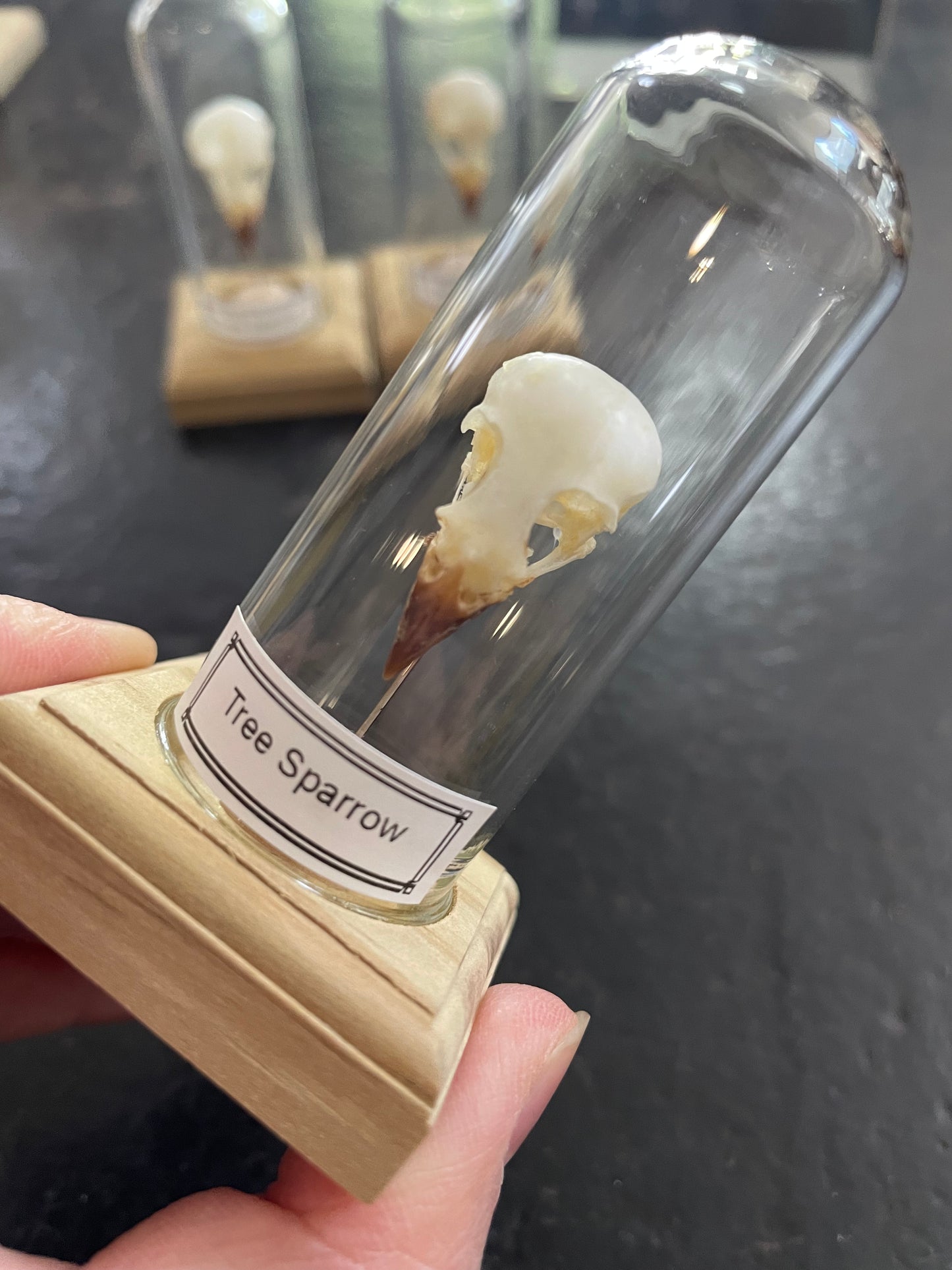 Tree sparrow skull